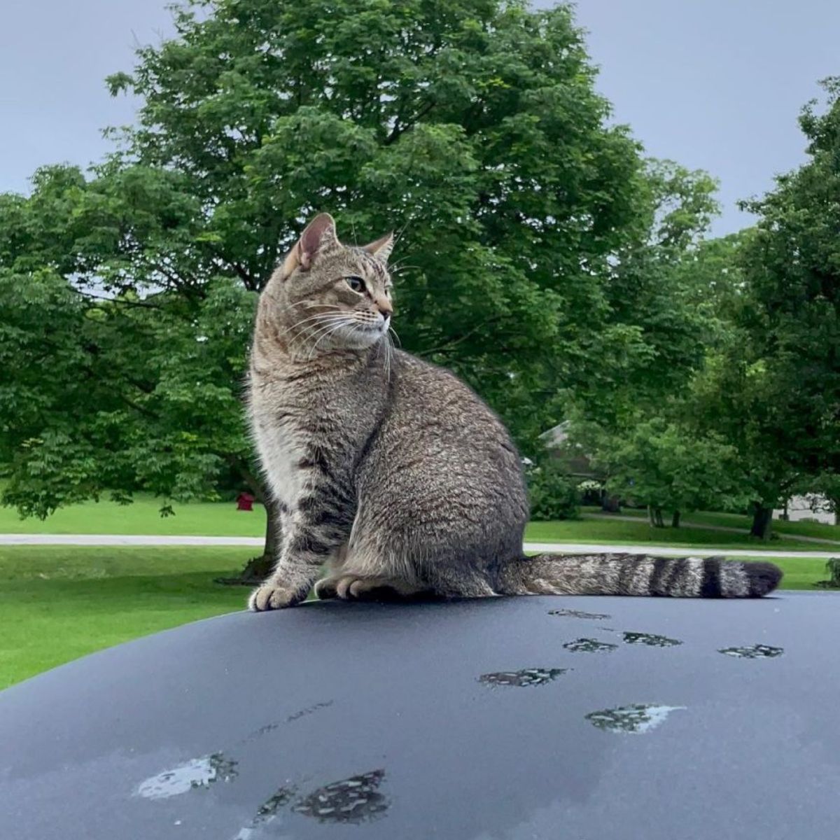 cat sitting on the roof of a car