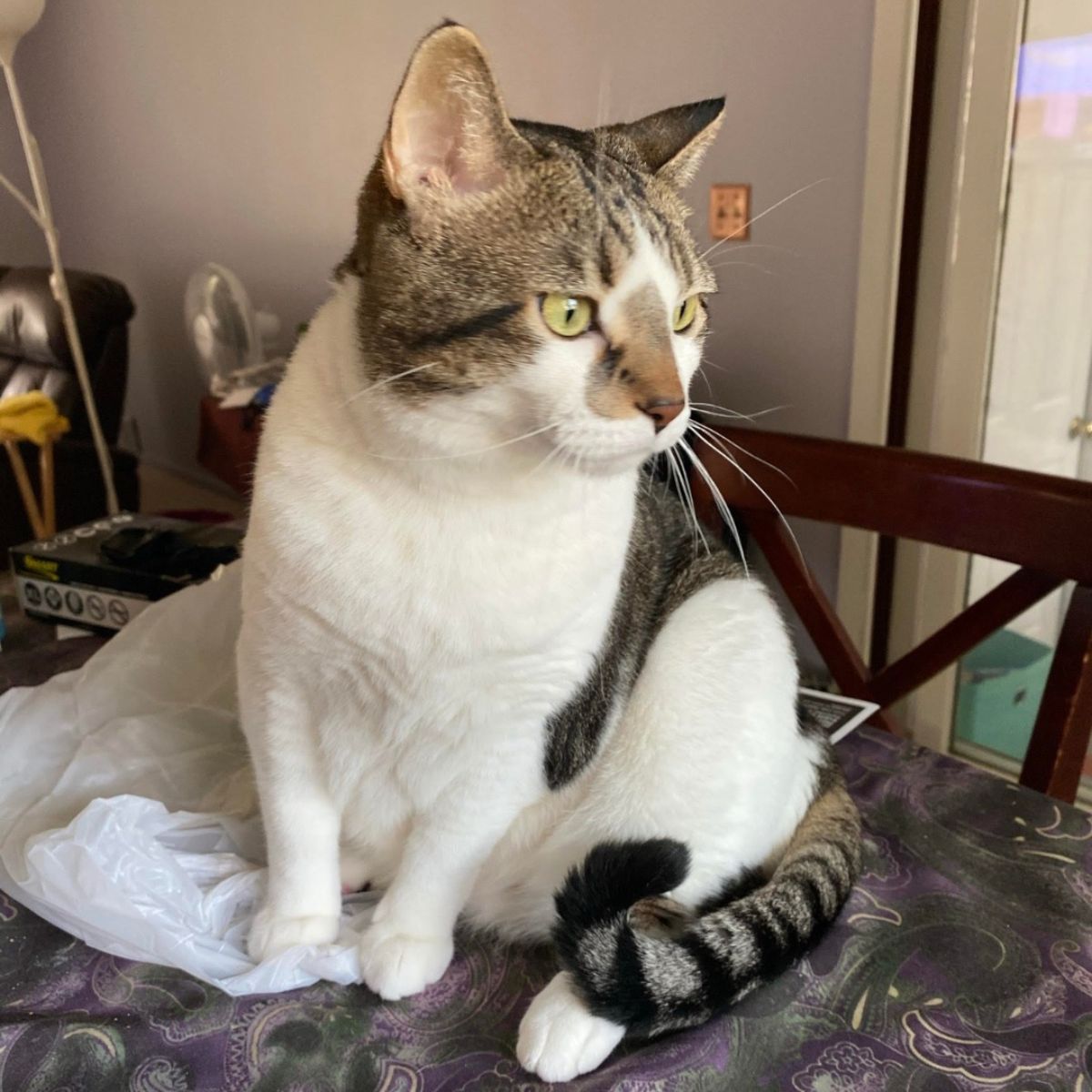 cat sitting on the table