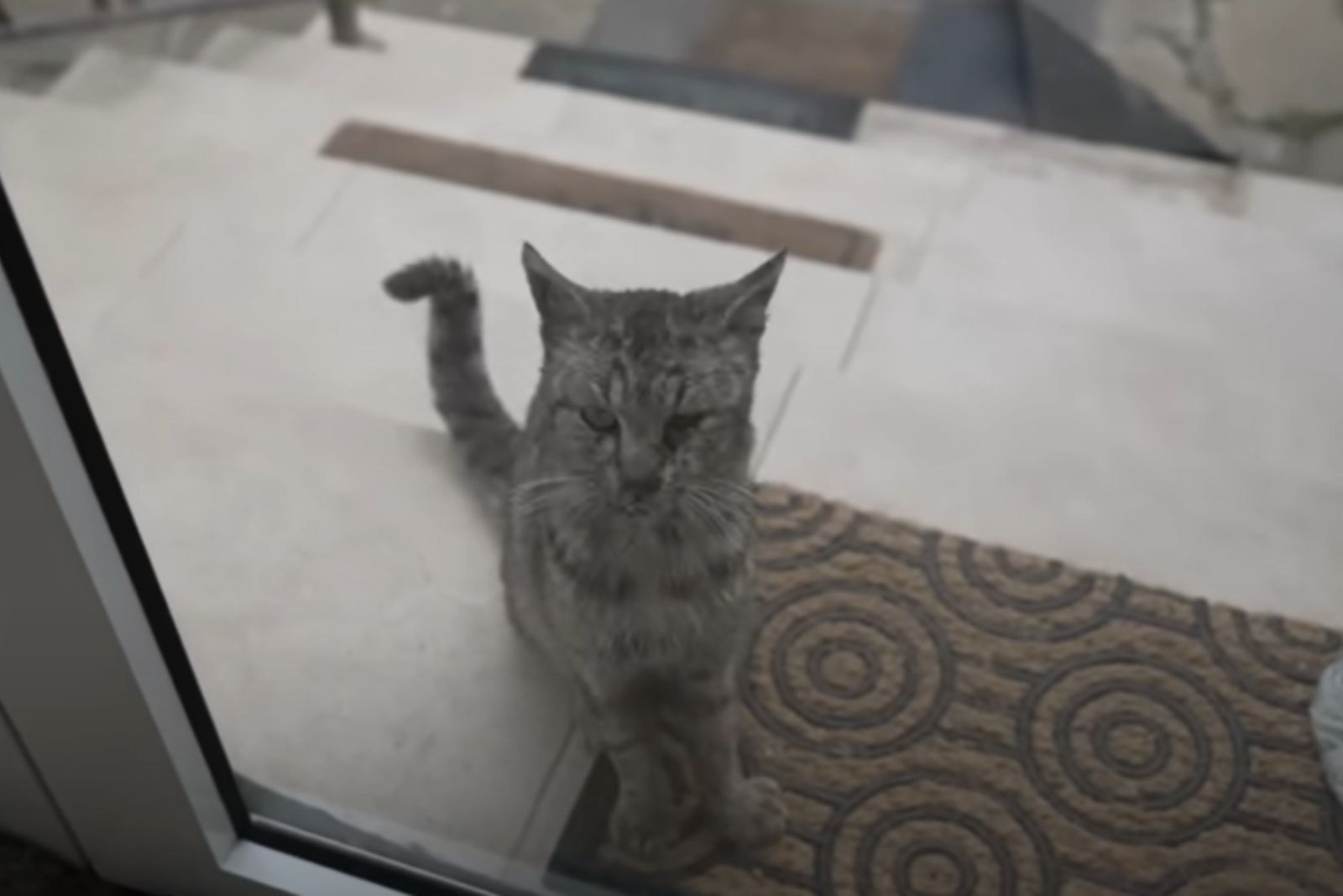 cat sitting outdoors