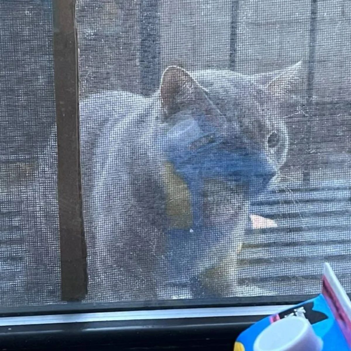 cat sitting outside a window