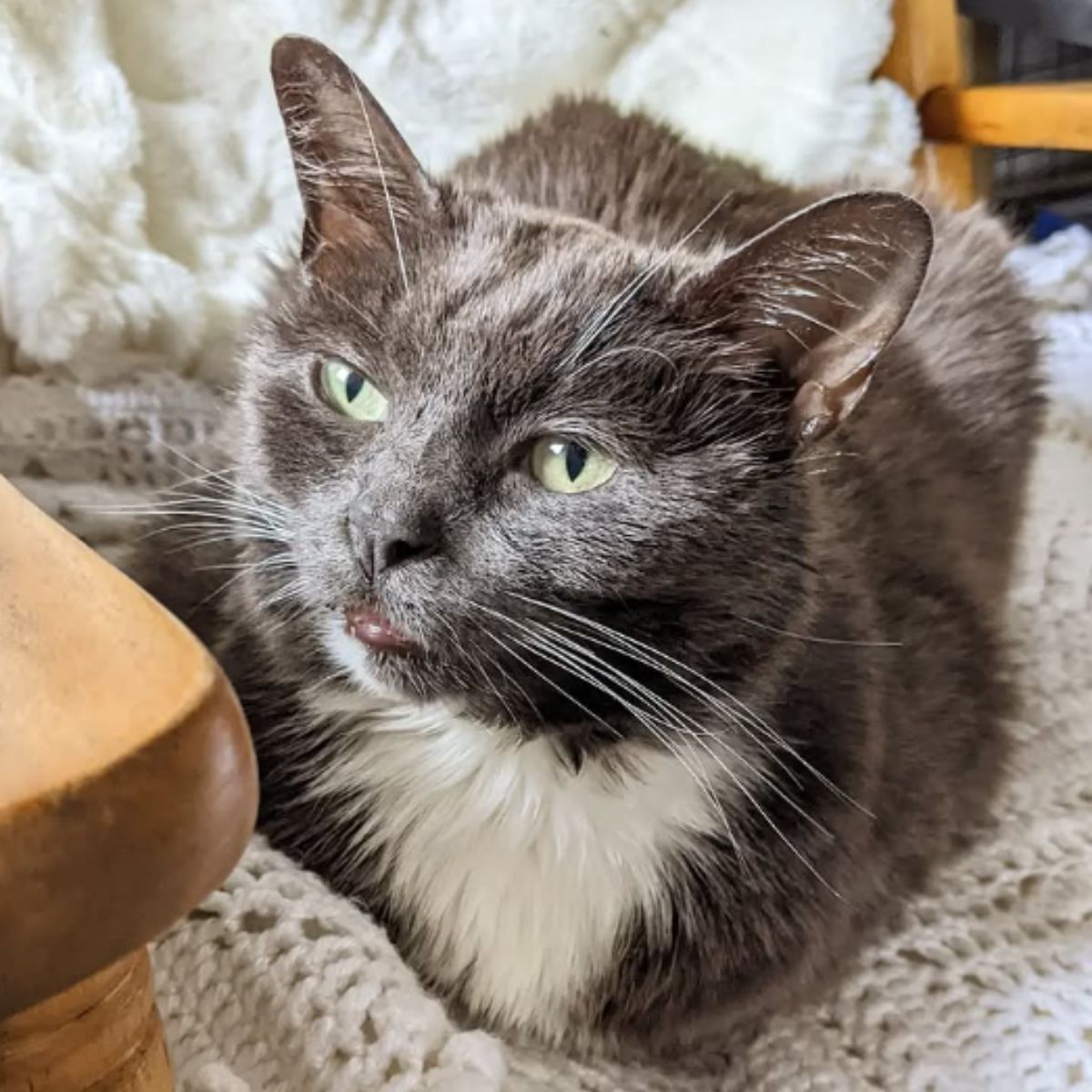 cat sitting peacefully
