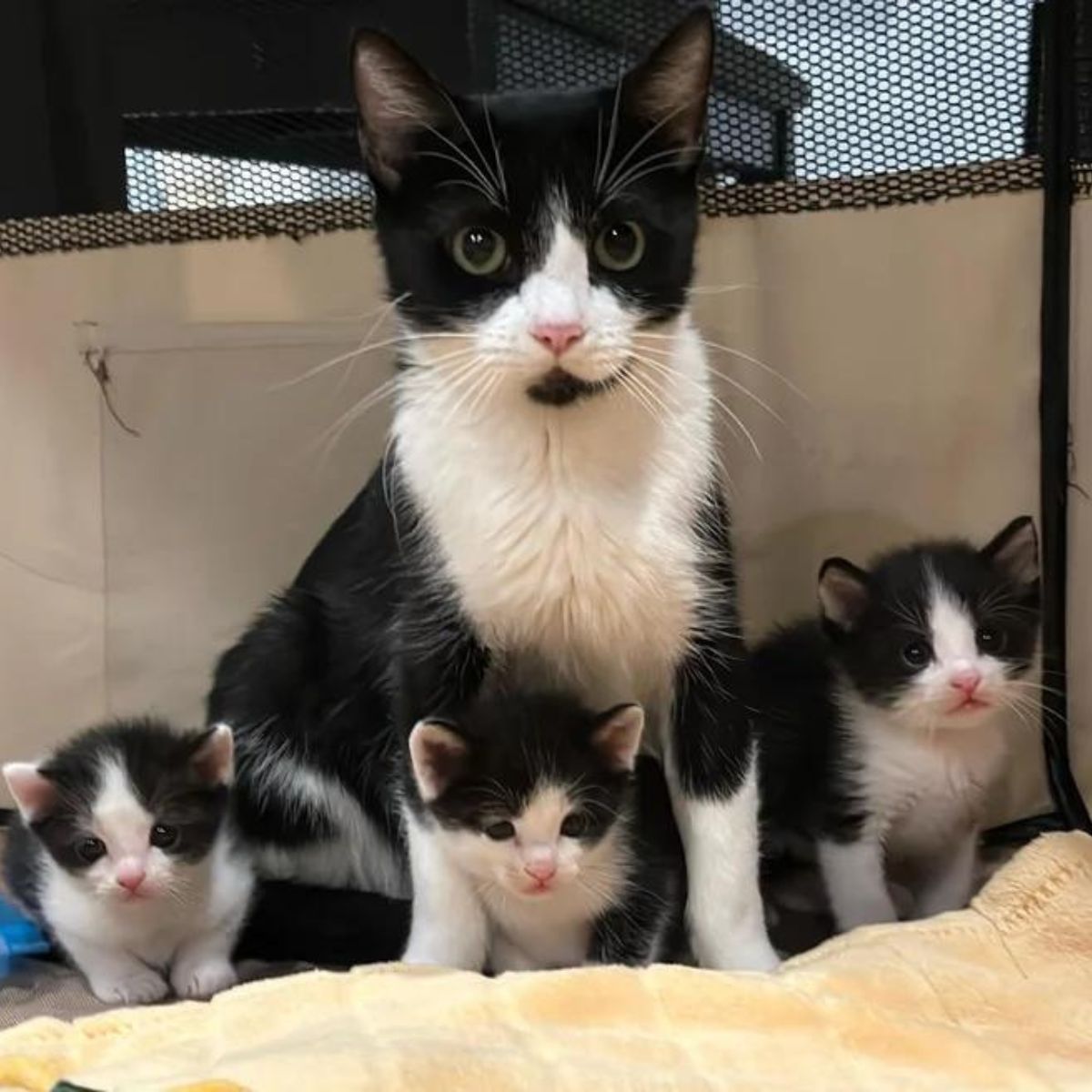 cat sitting with kittens
