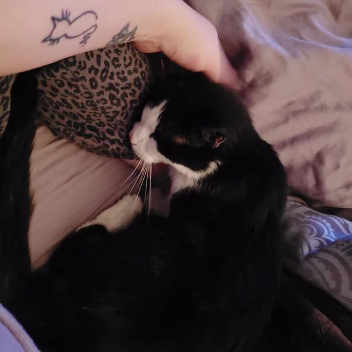 cat sleeping
