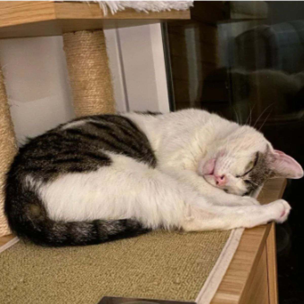 cat sleeping