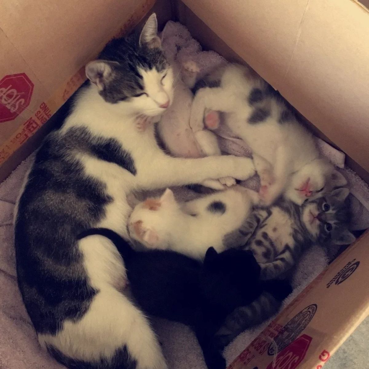 cat sleeping and nursing kittens