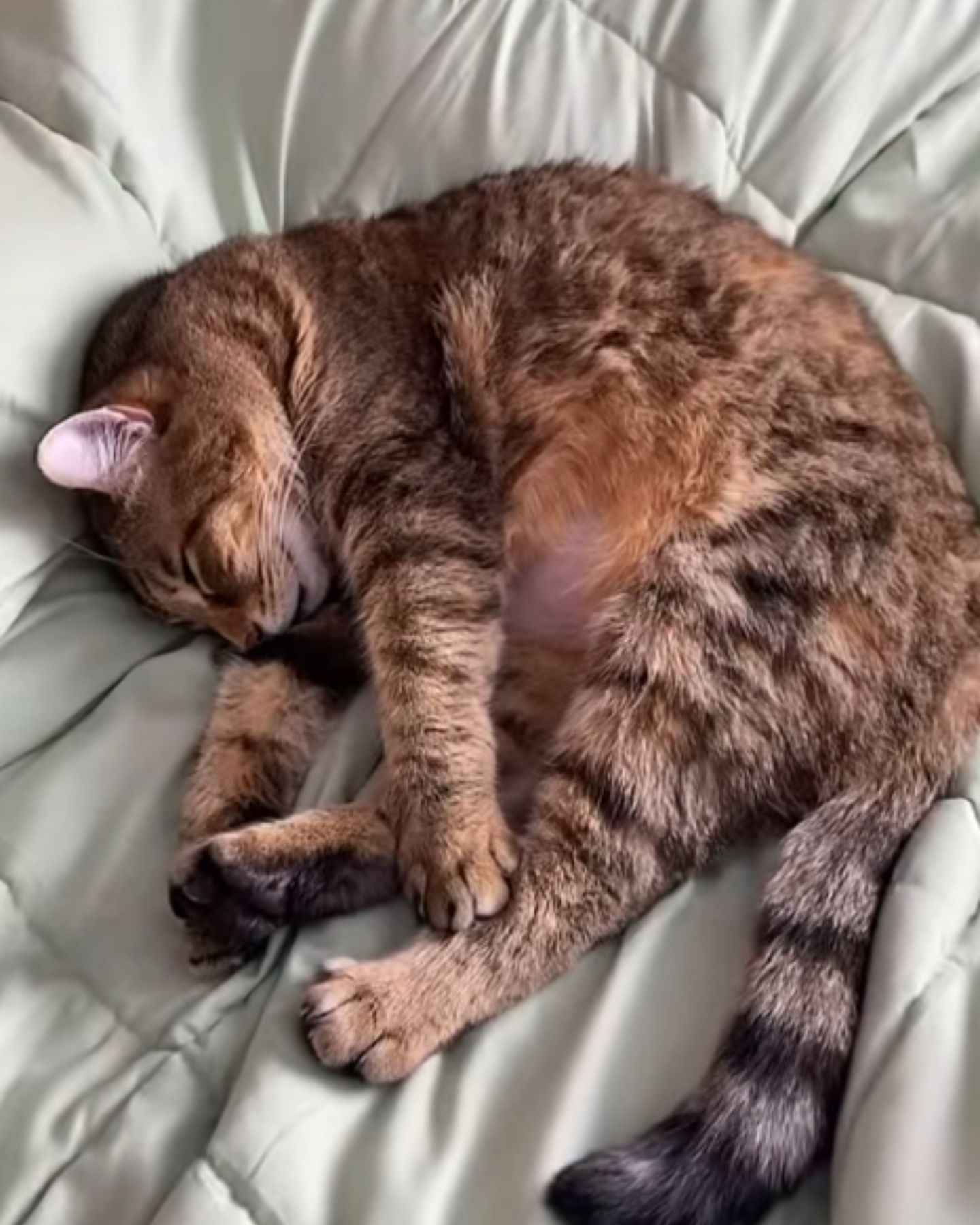 cat sleeping curled up