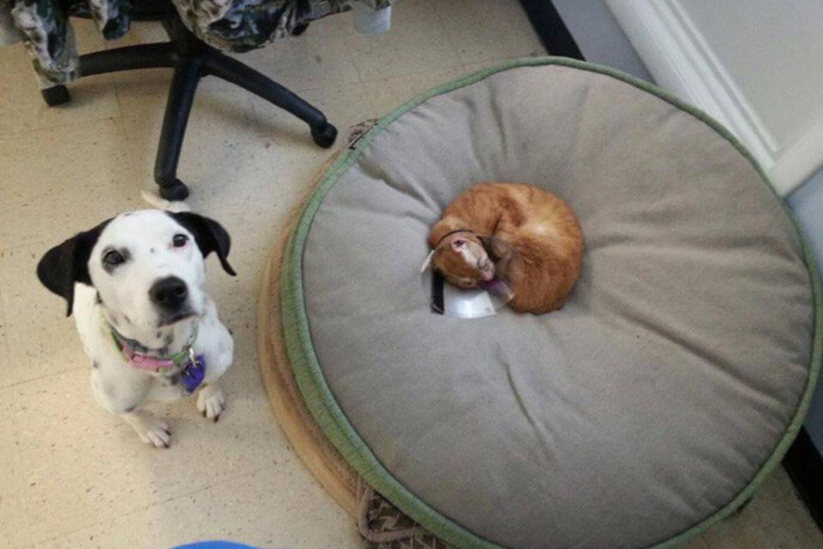 cat sleeping in dog bed