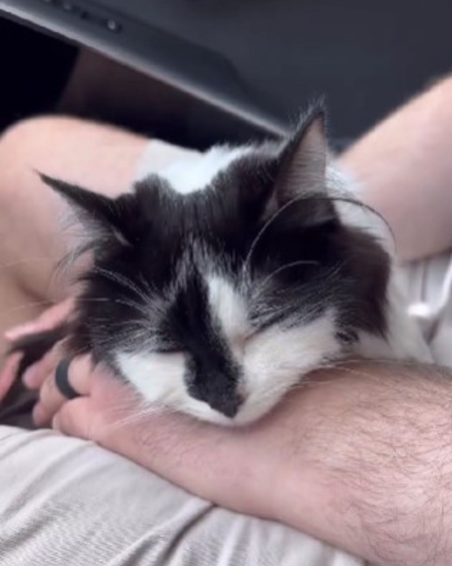 cat sleeping in man's lap