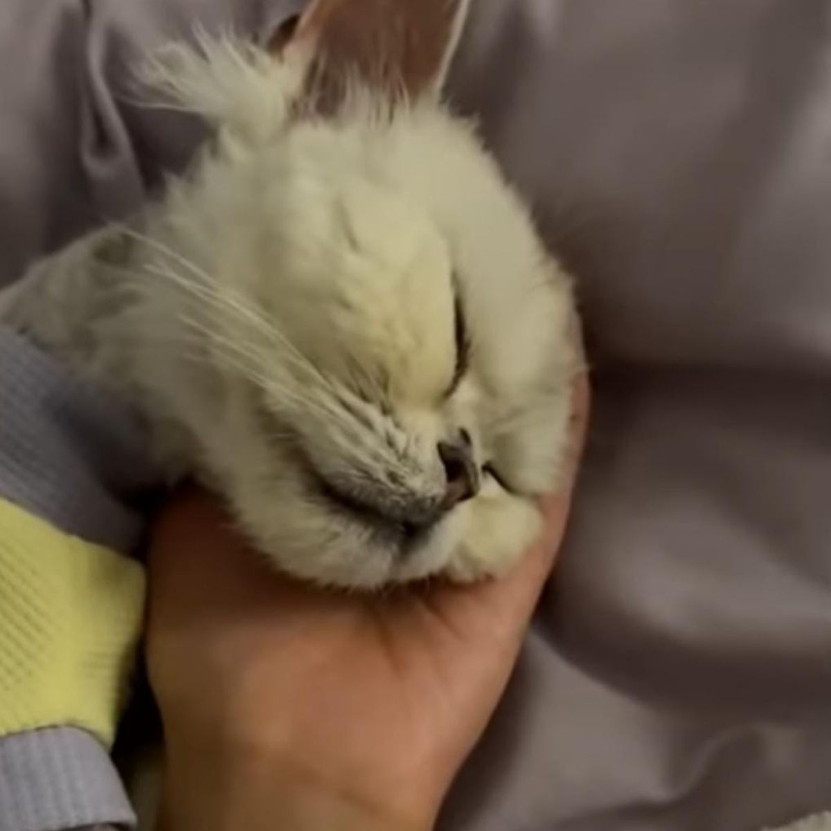 cat sleeping on hand