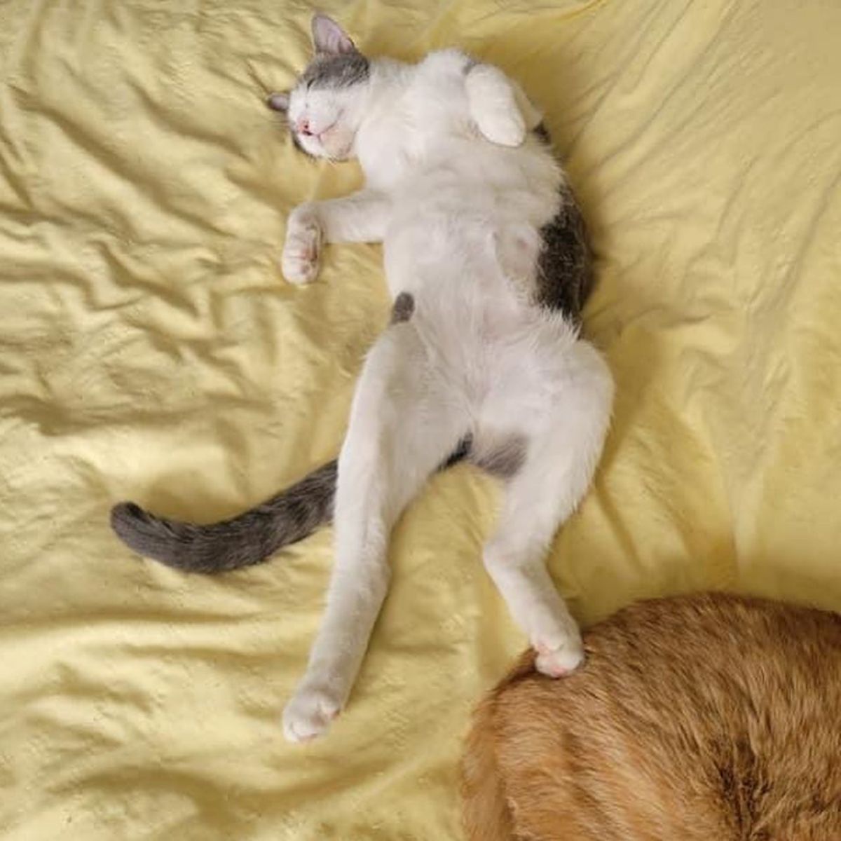 cat sleeping on its back