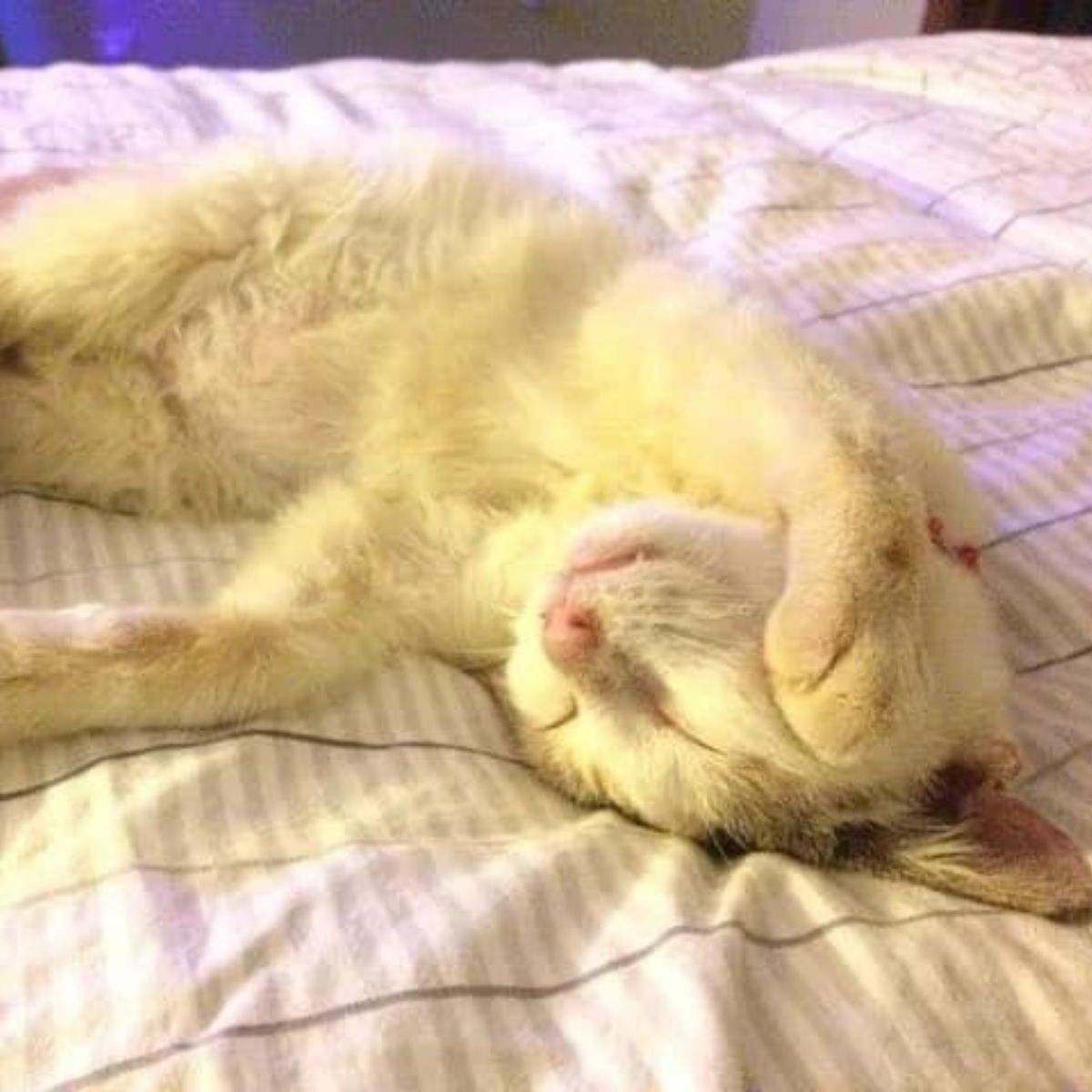 cat sleeping on its back