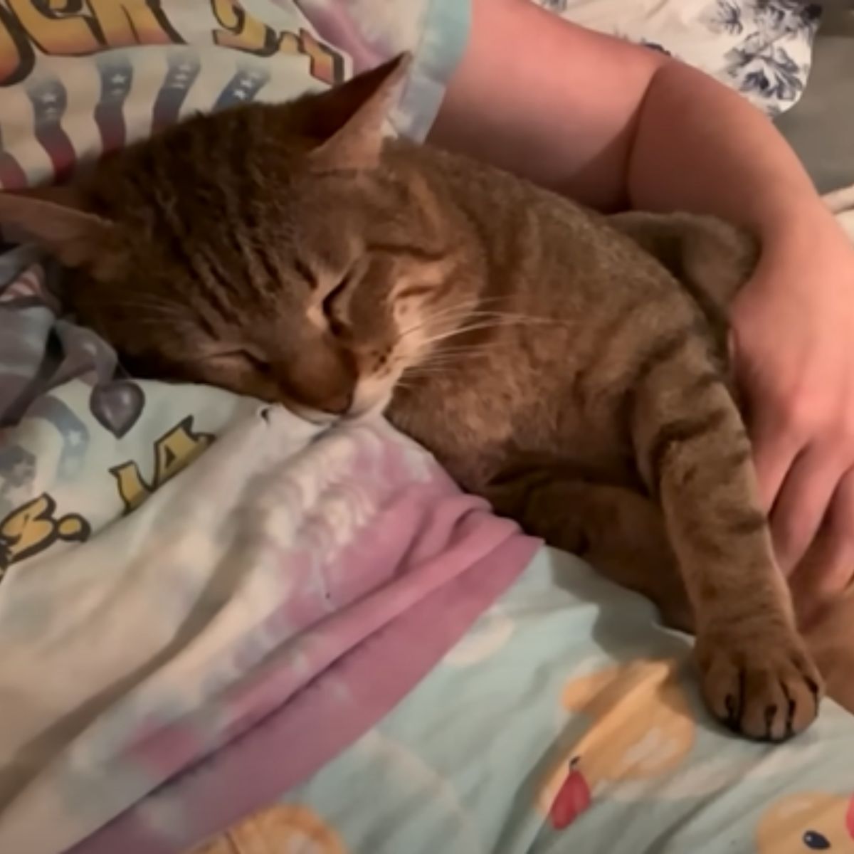 cat sleeping on owner