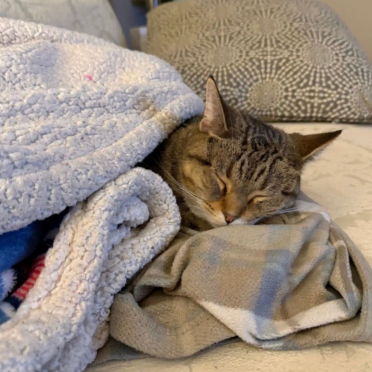 cat sleeping peacefully covered with blanket