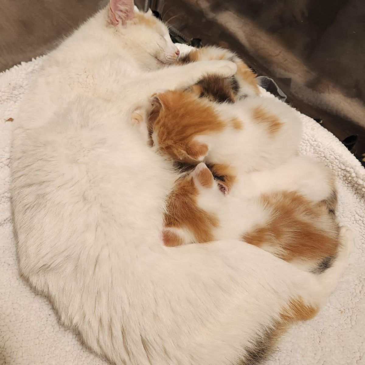 cat sleeping while nursing kittens