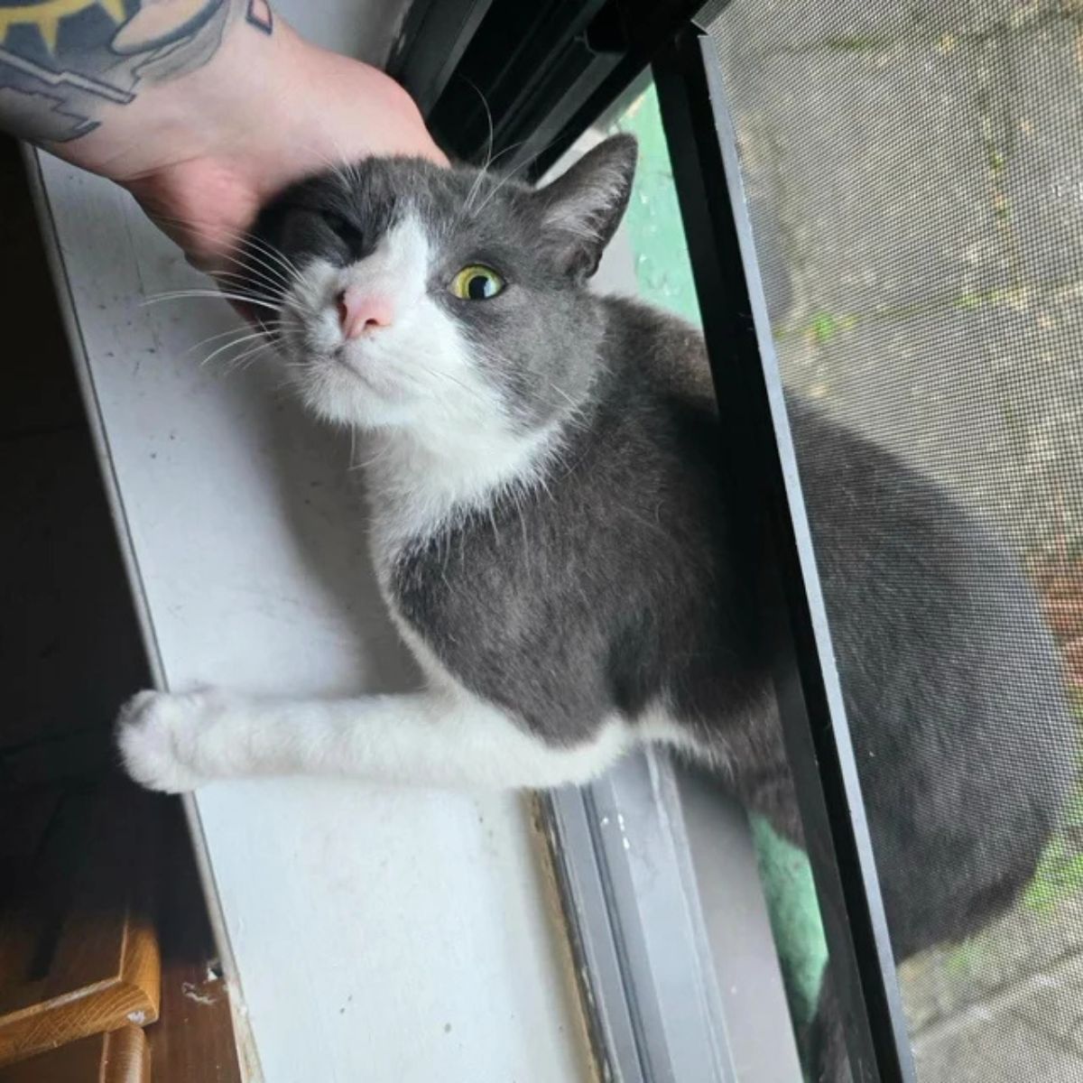 cat squeezing through the window