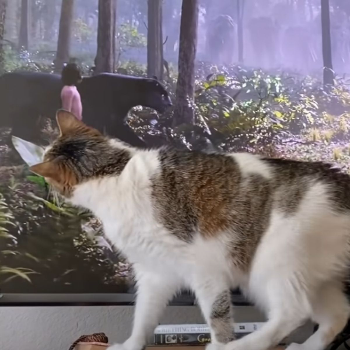 cat staring at the tv