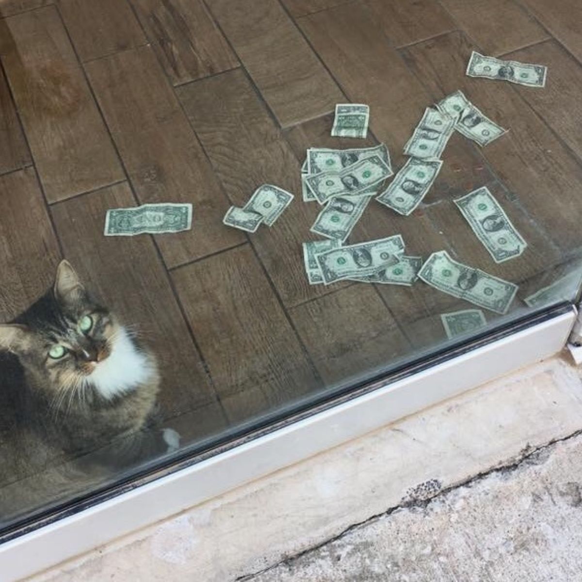 cat steals money