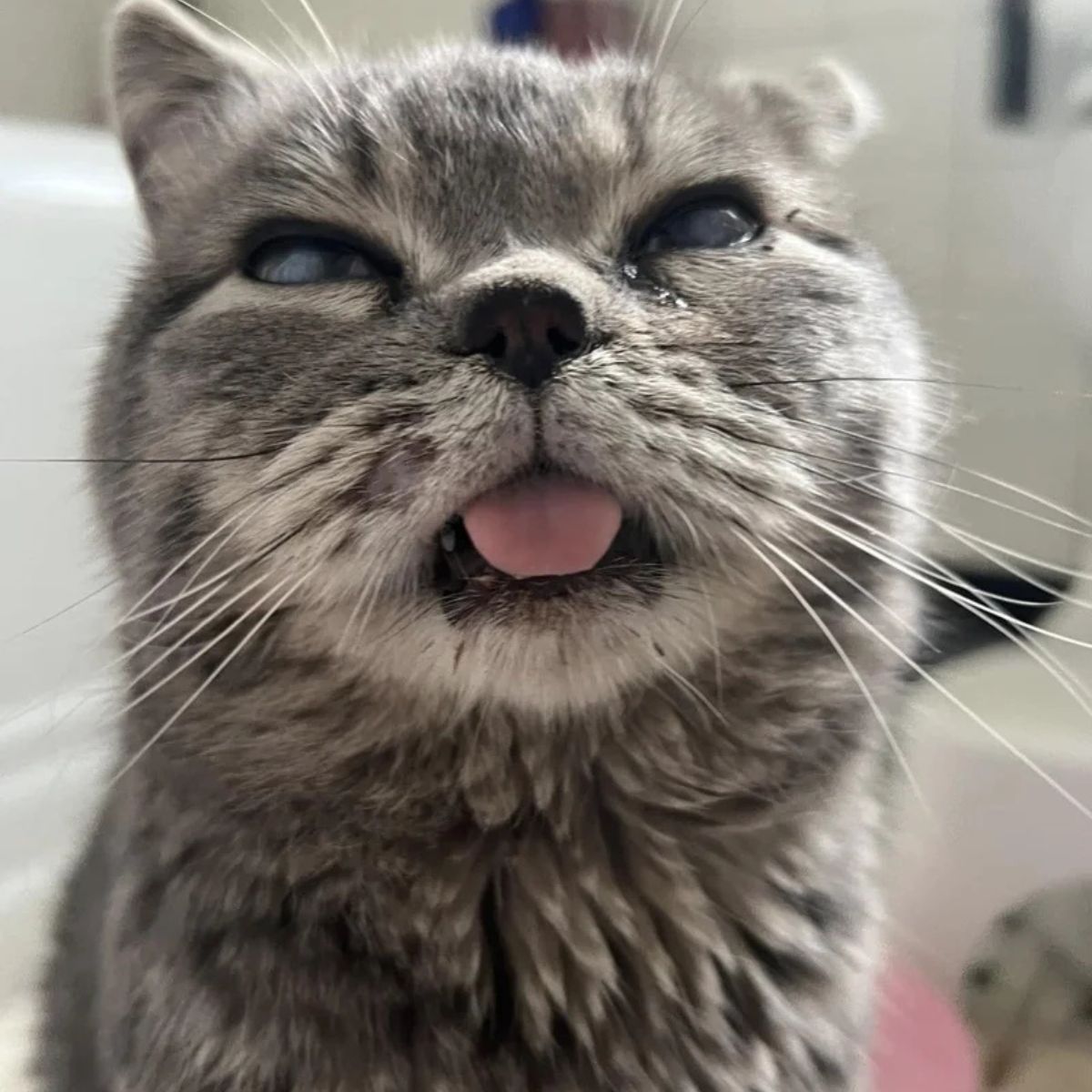 cat sticking its tongue out