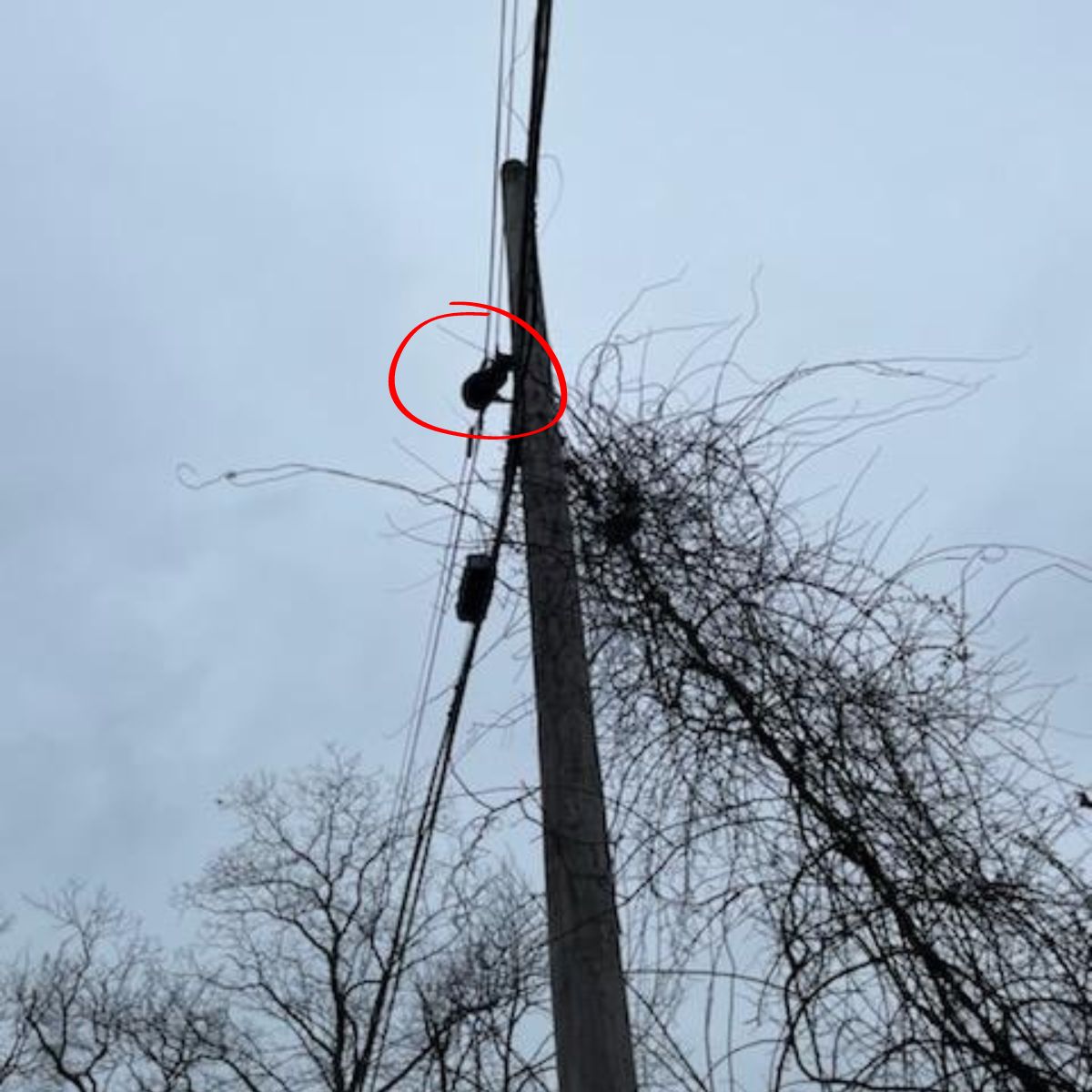 cat stranded on utility pole