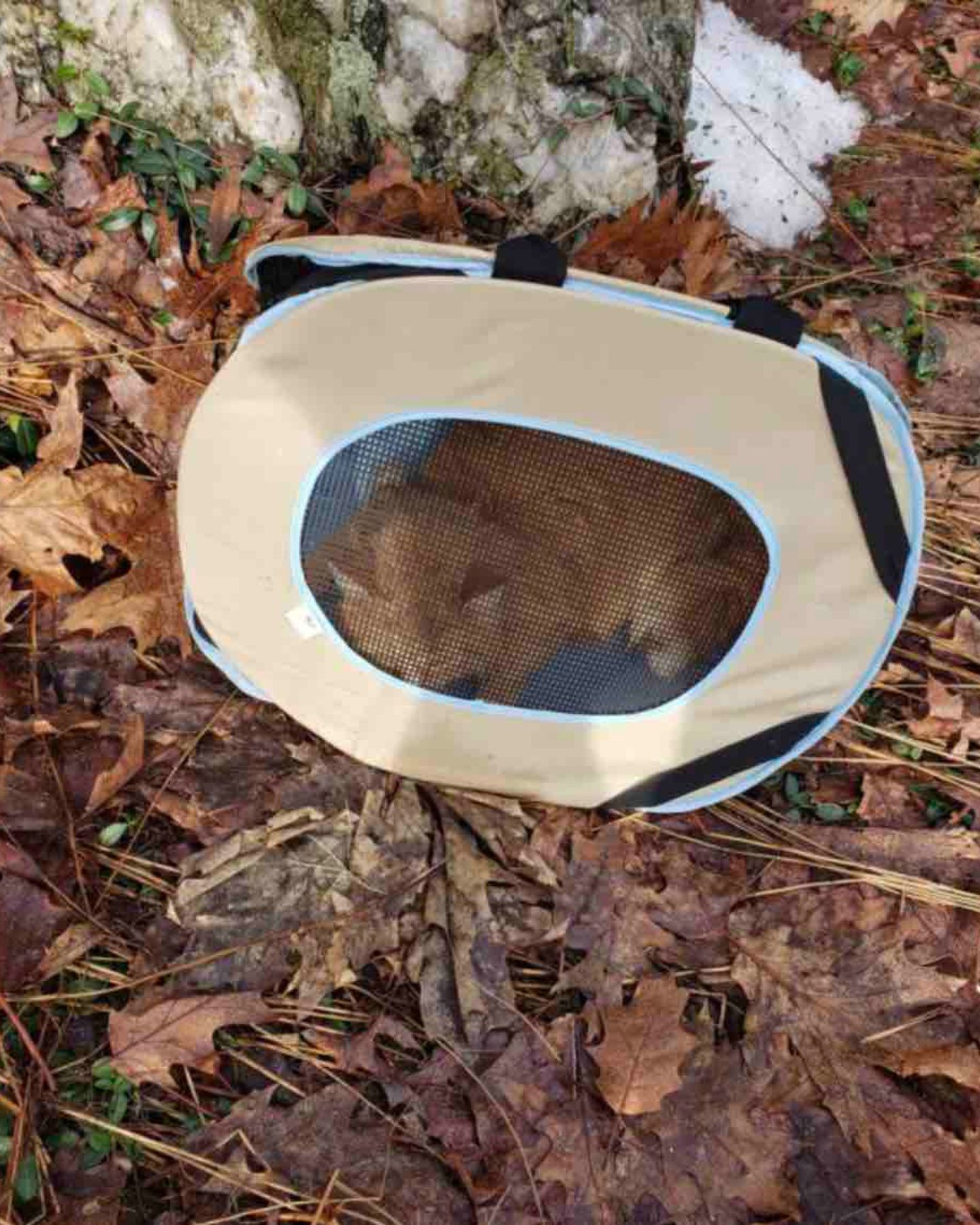 cat stuck in a carrier