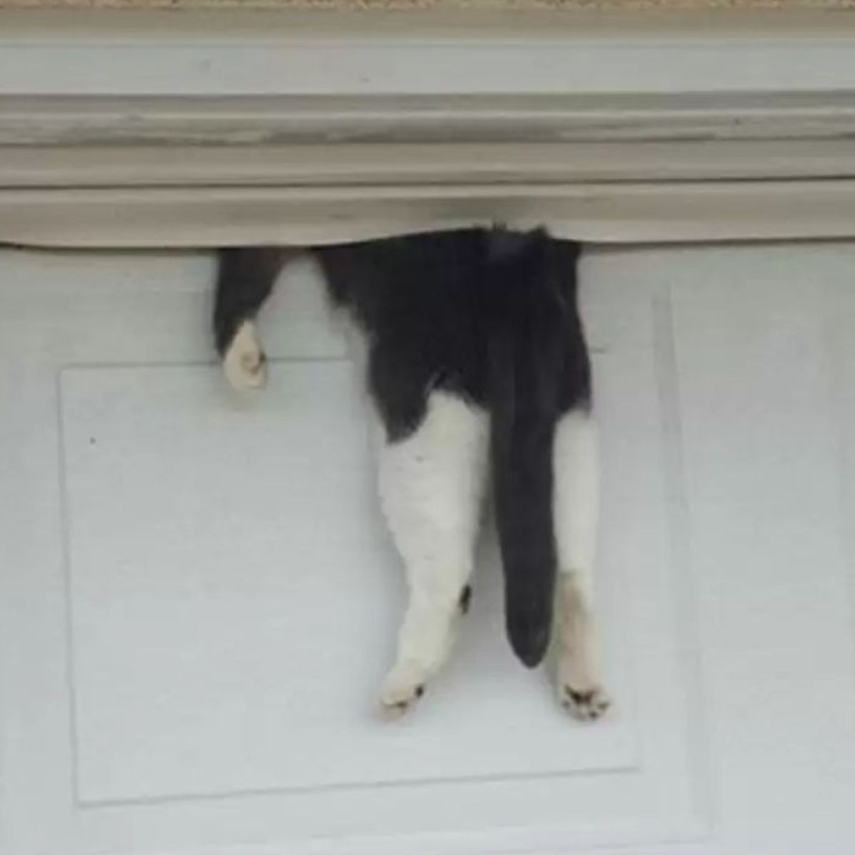 cat stuck in closed garage door