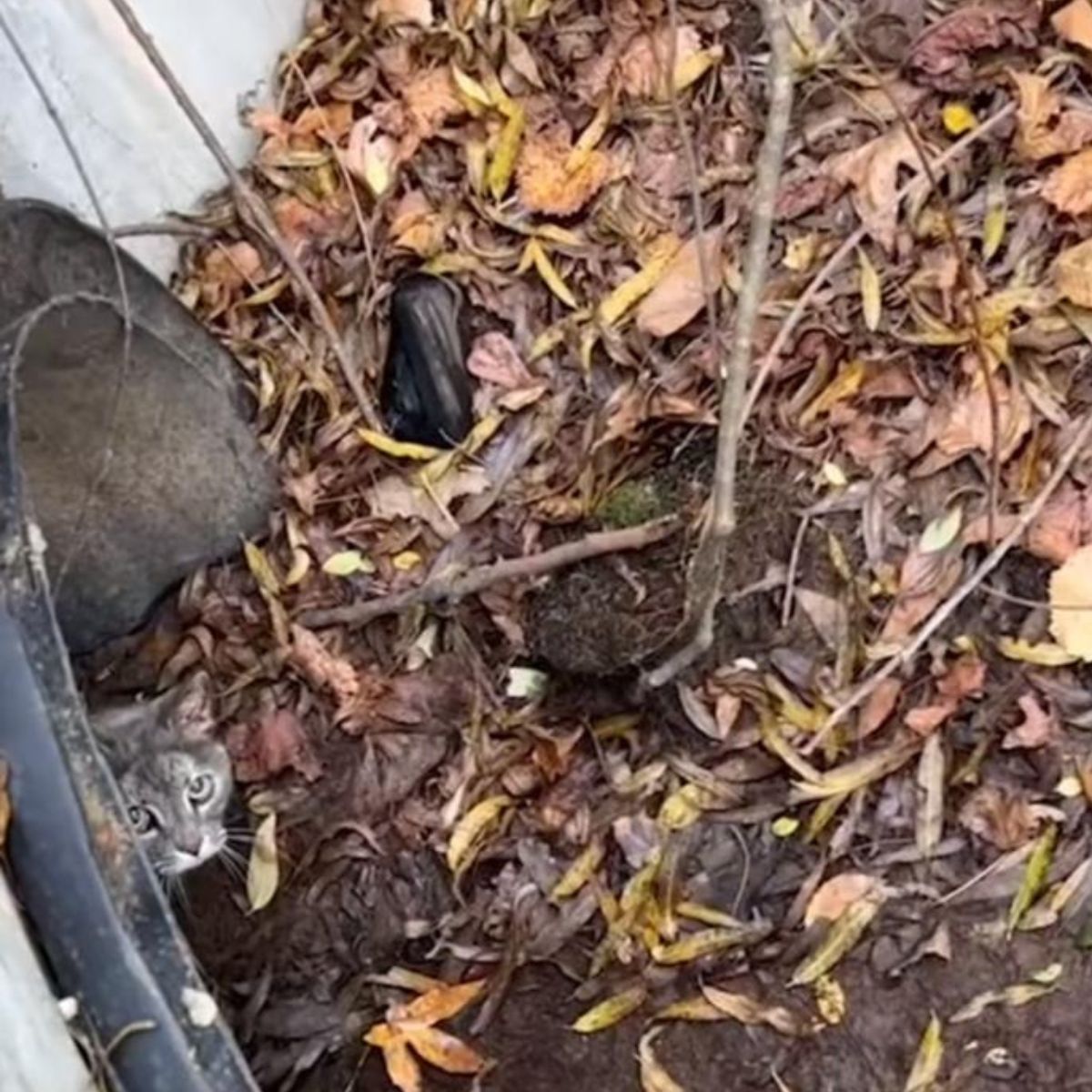 cat stuck in drain pipe