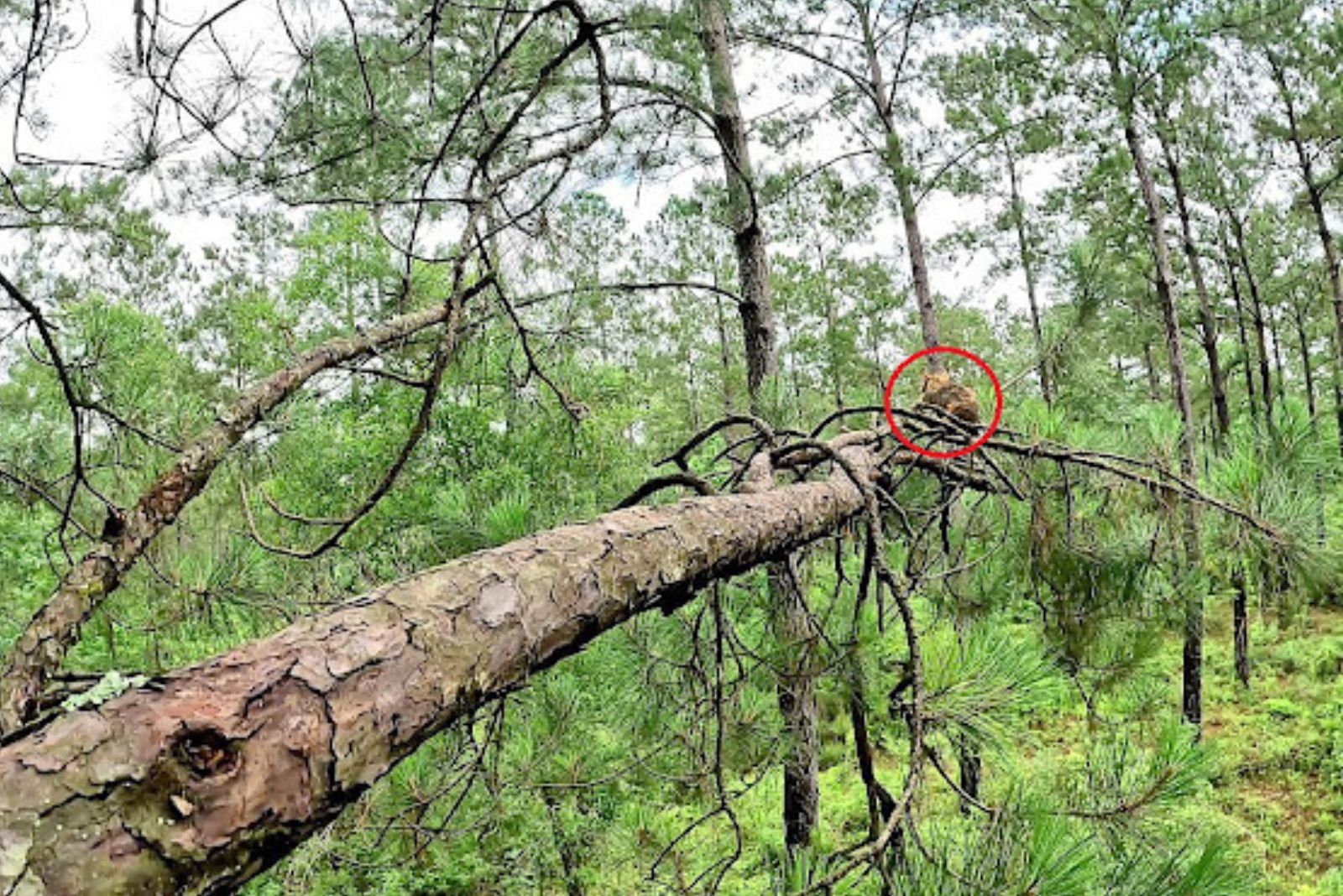 cat stuck in tree