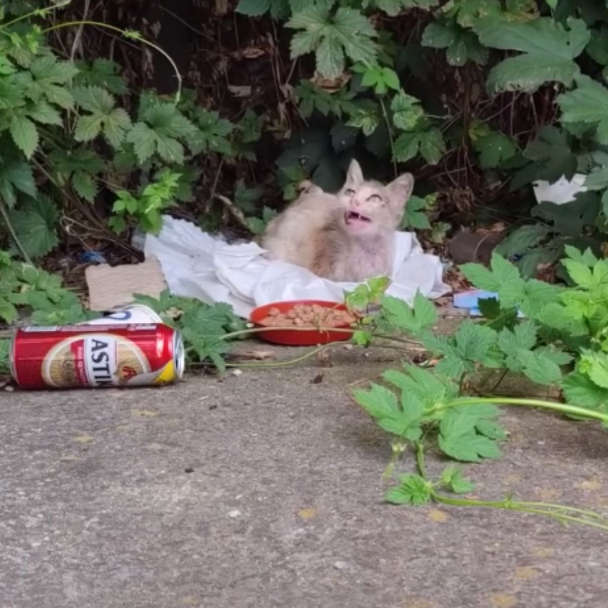 cat surrounded by trash