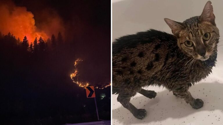 Colorado Cat Miraculously Survives Wildfire Thanks To One Key Detail