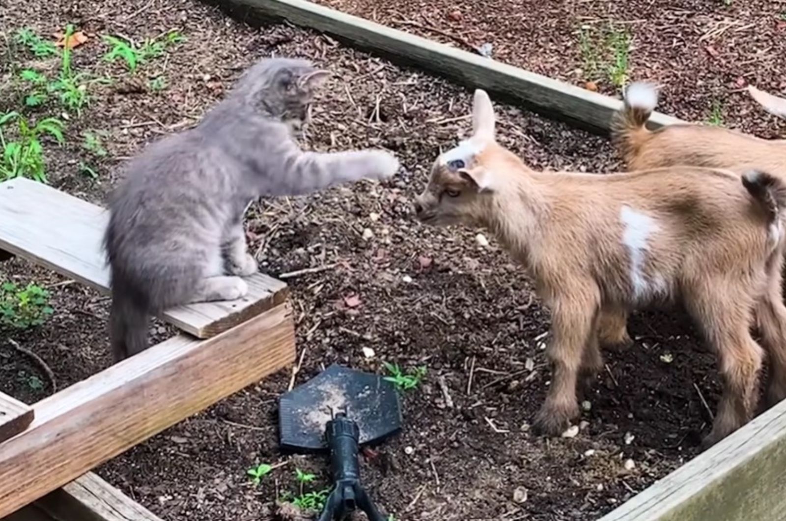 cat touching the goat