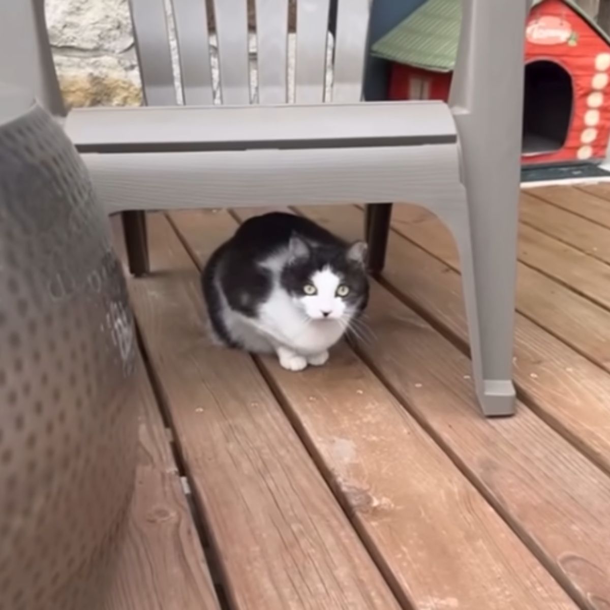 cat under a chair