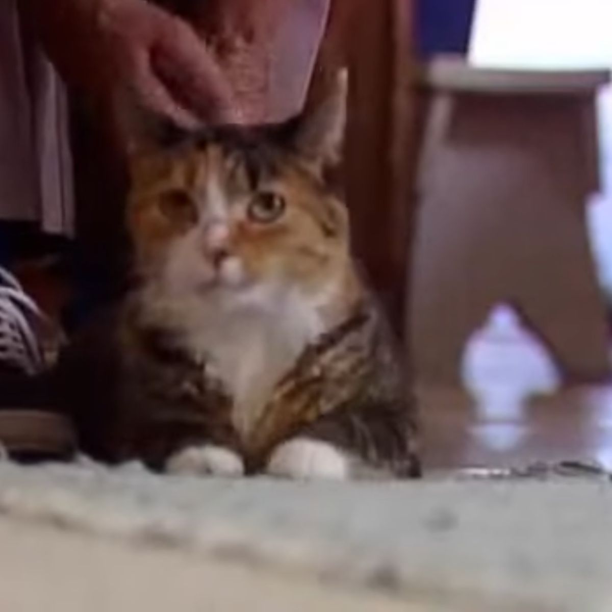 cat under table