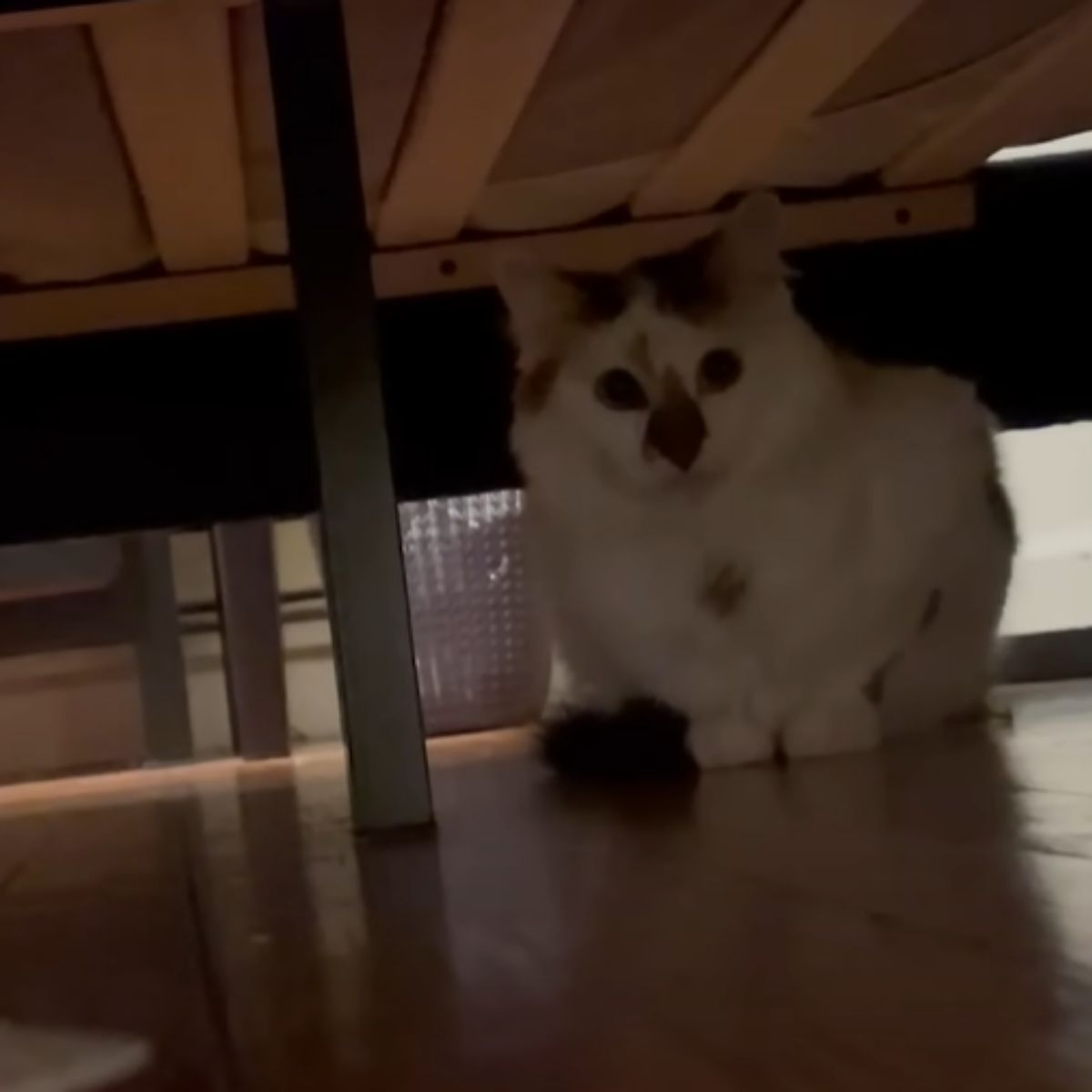 cat under the bed