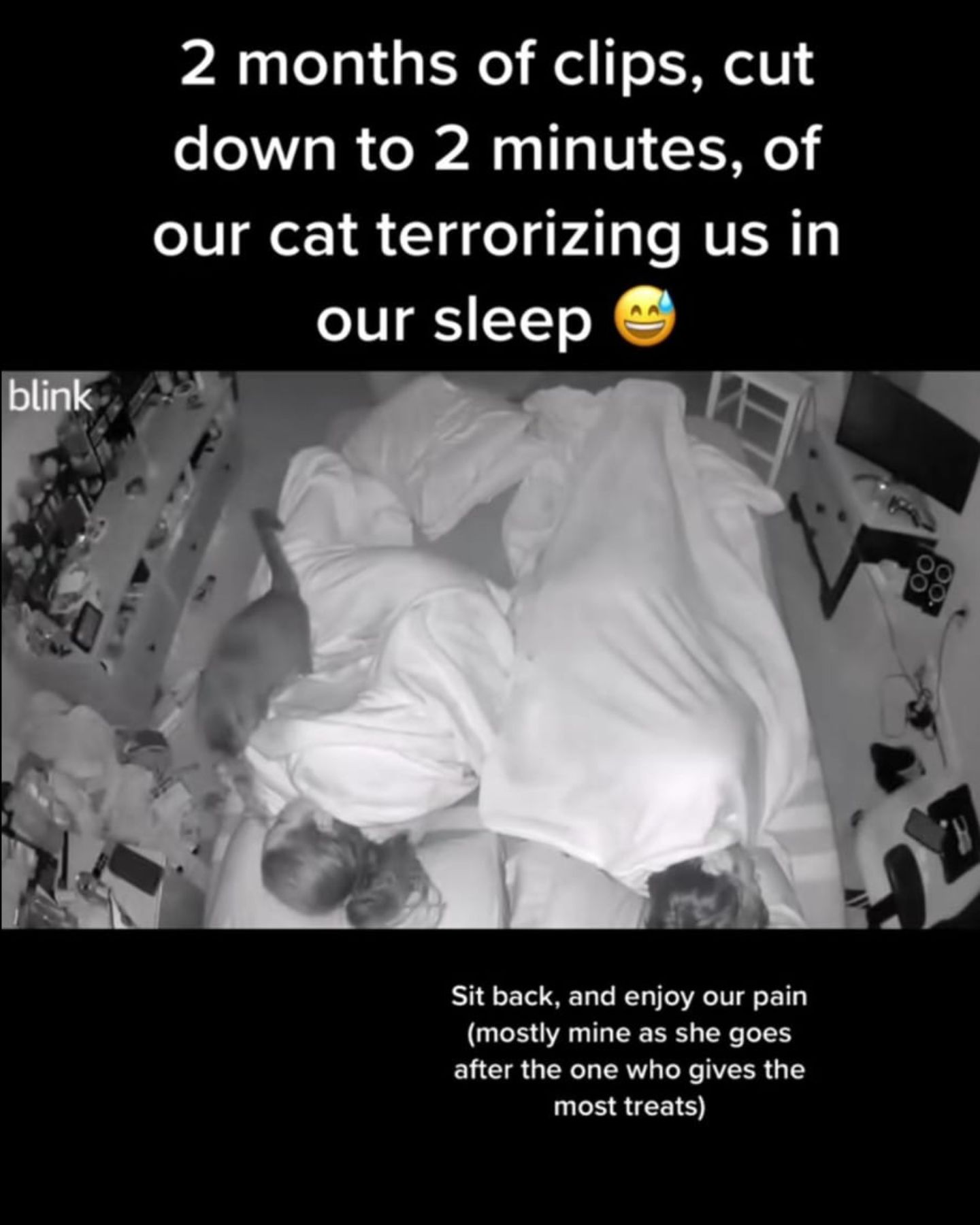 cat waking up owners