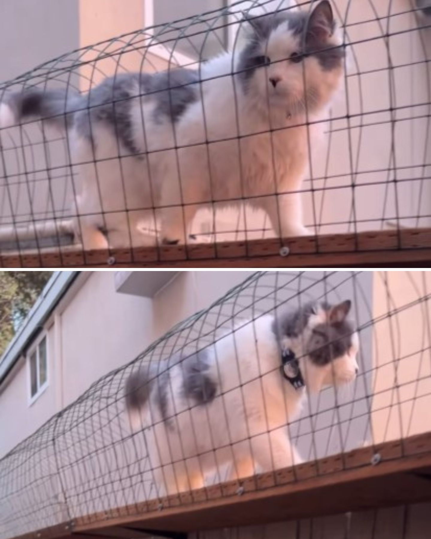 cat walking in a fenced tunnel