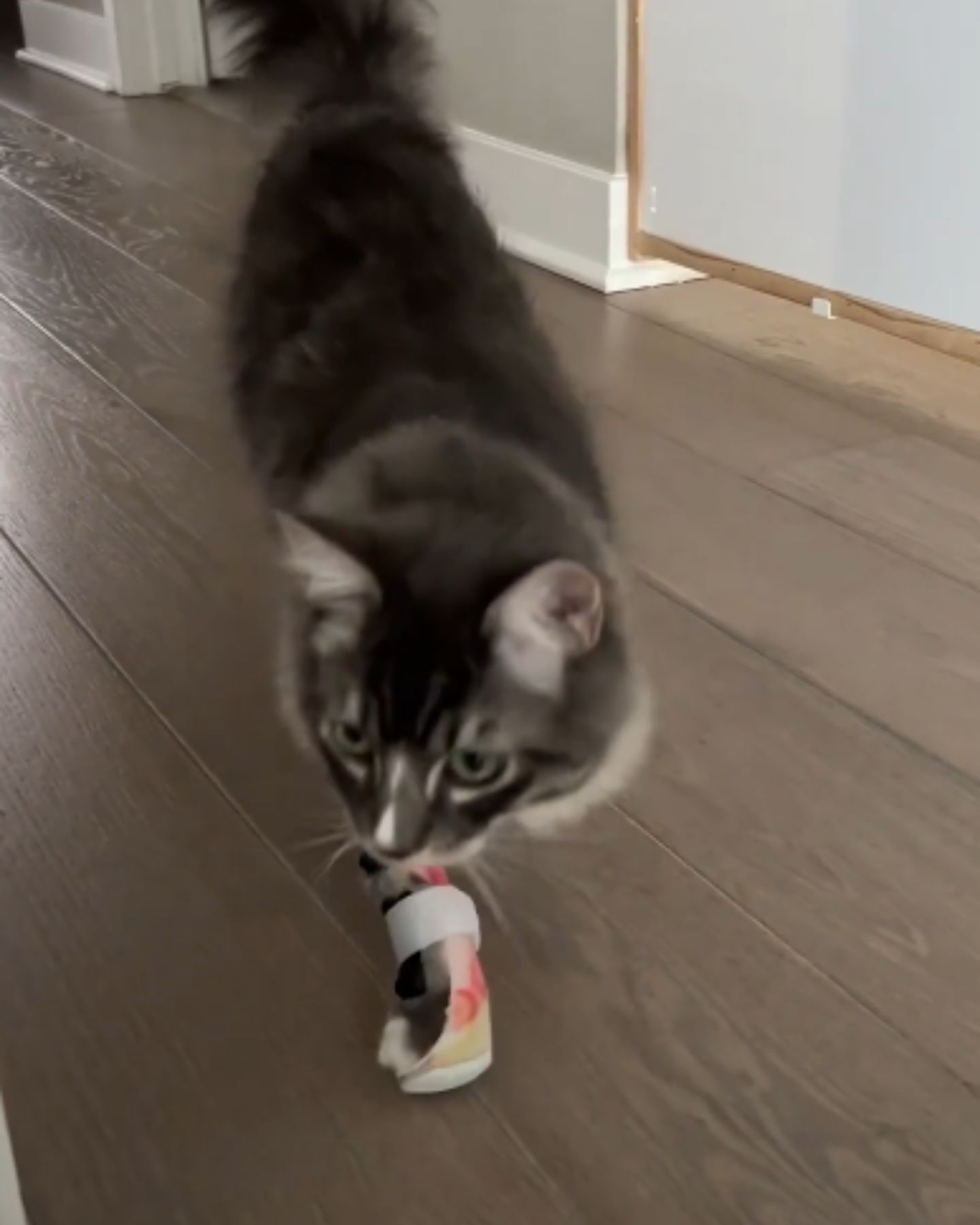 cat walking indoors