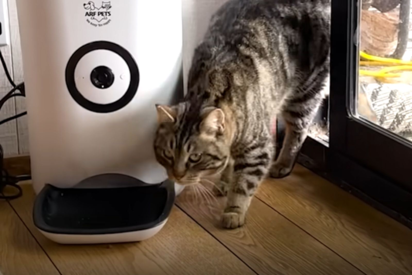 cat walking into the house