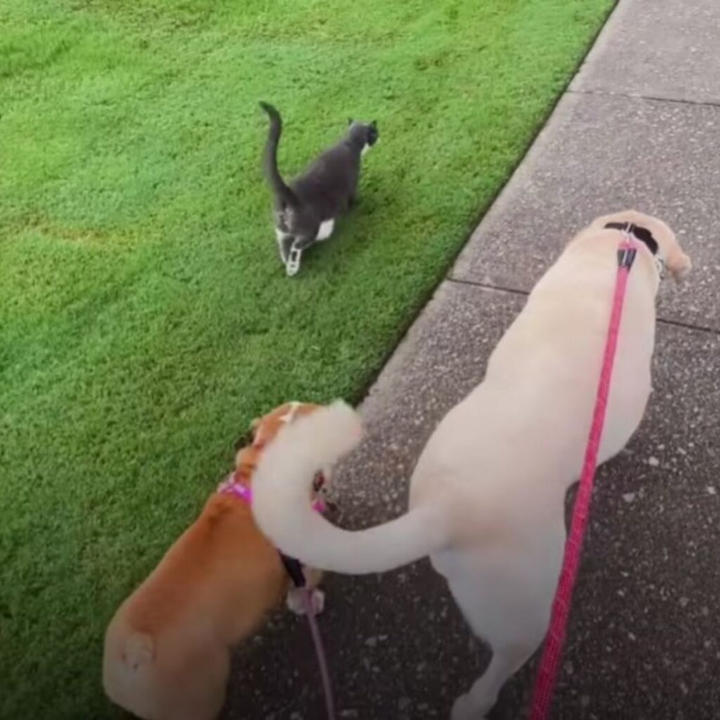 cat walking on grass