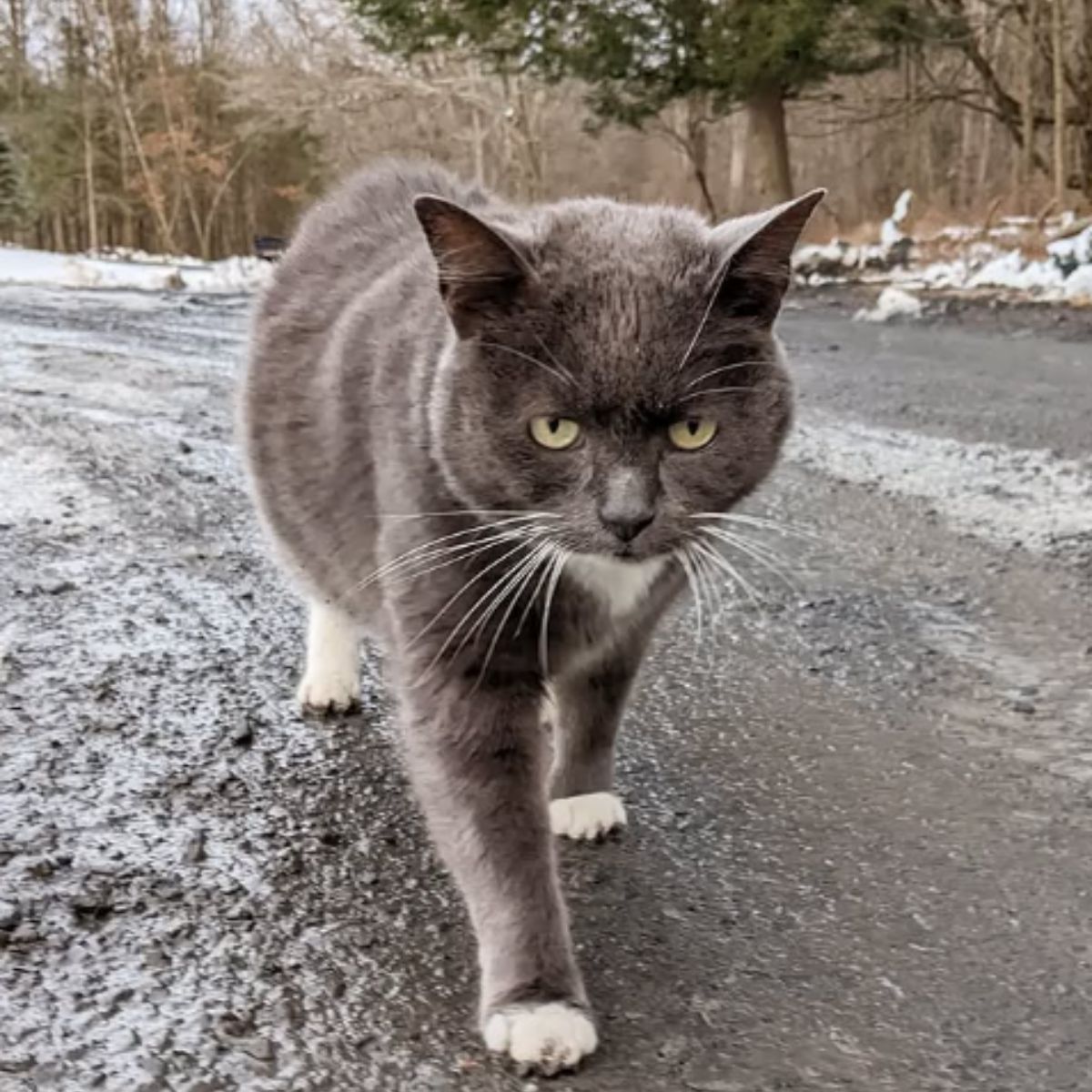cat walking on the road