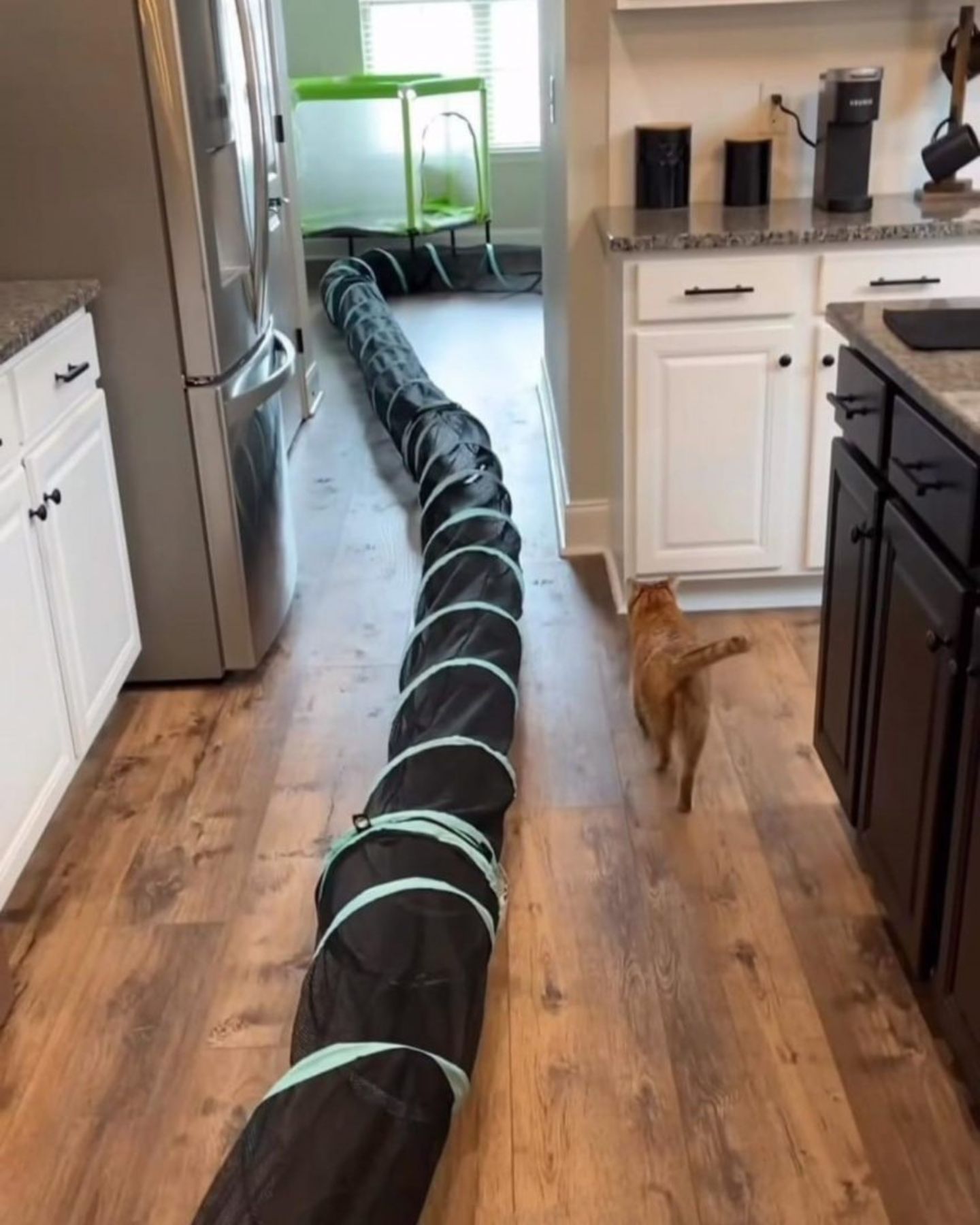 cat walking threough the house