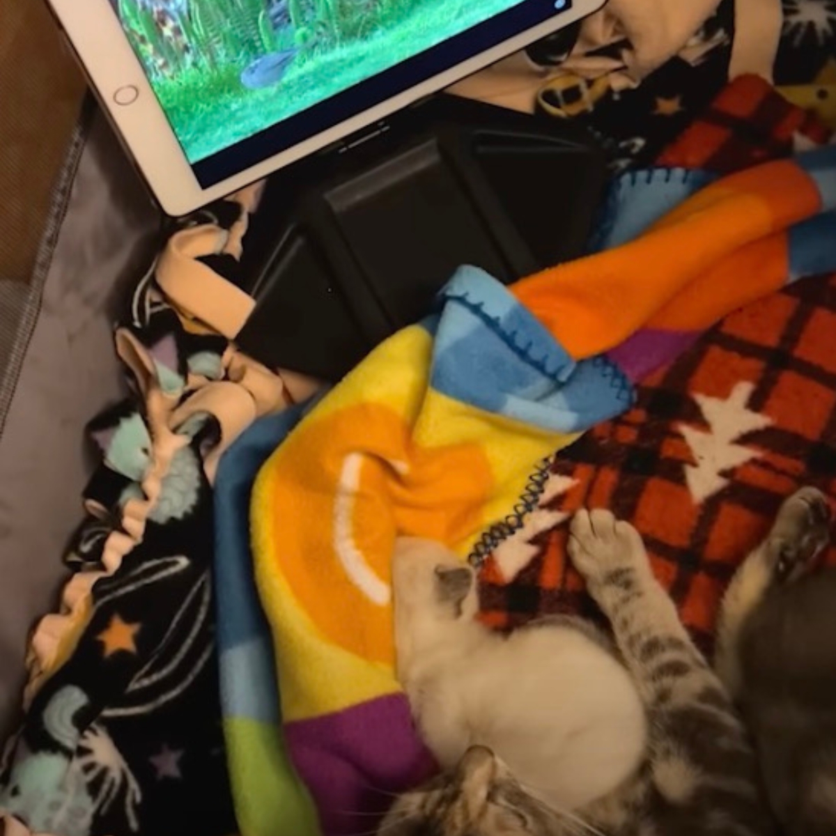 cat watching ipad