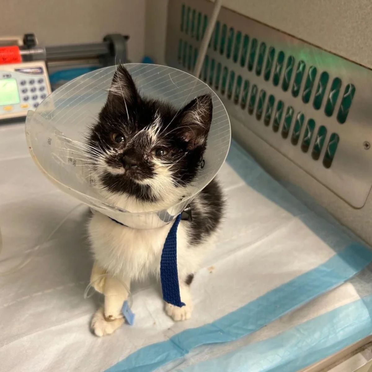 cat wearing a cone