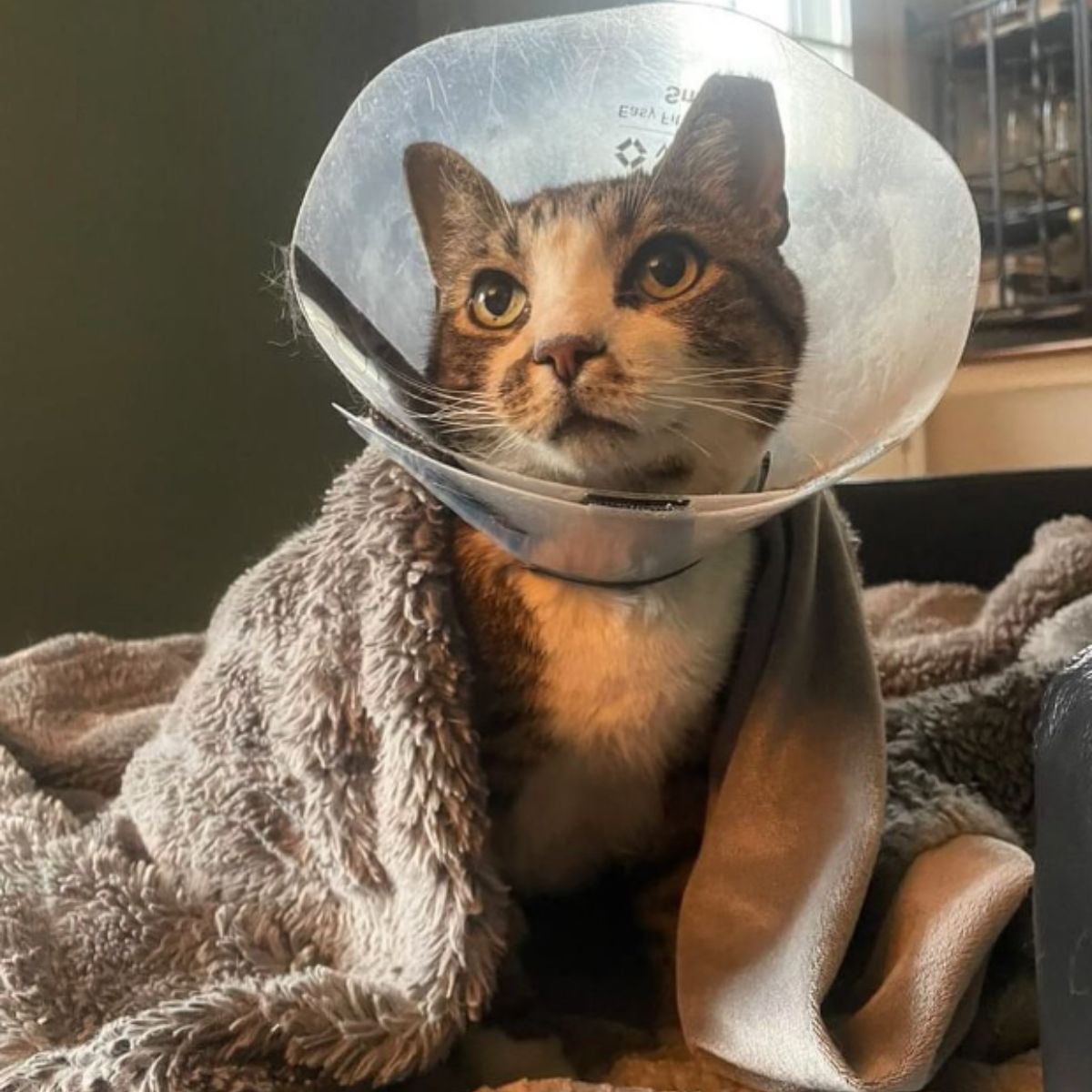 cat wearing a cone