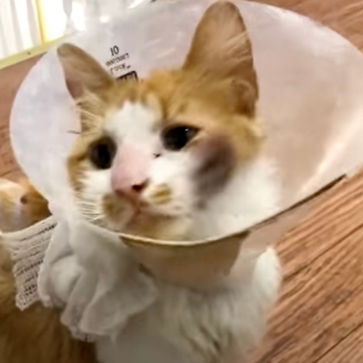 cat wearing a cone