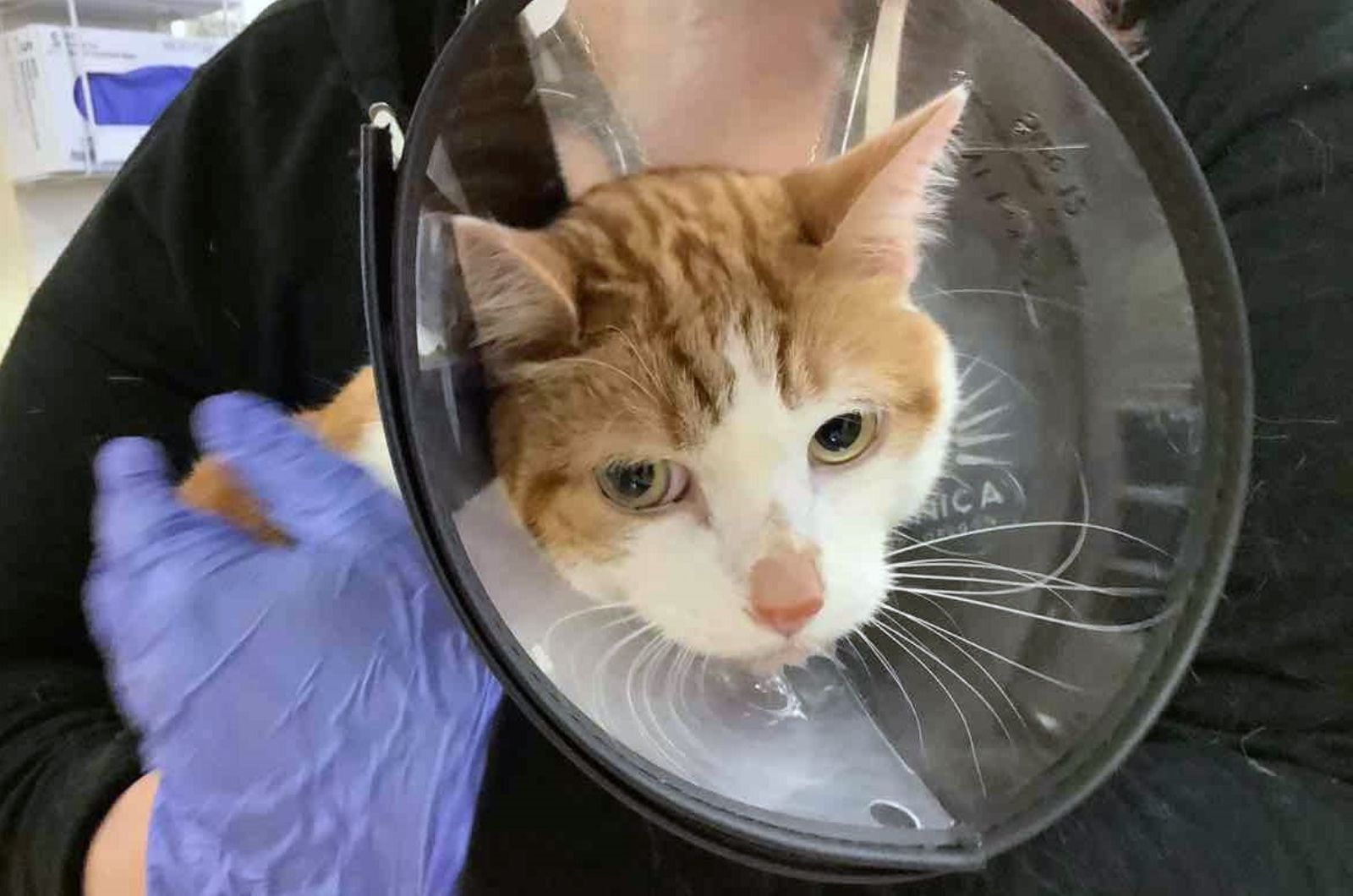 cat wearing a cone