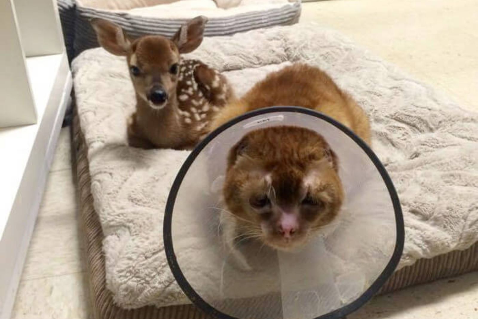 cat wearing a cone