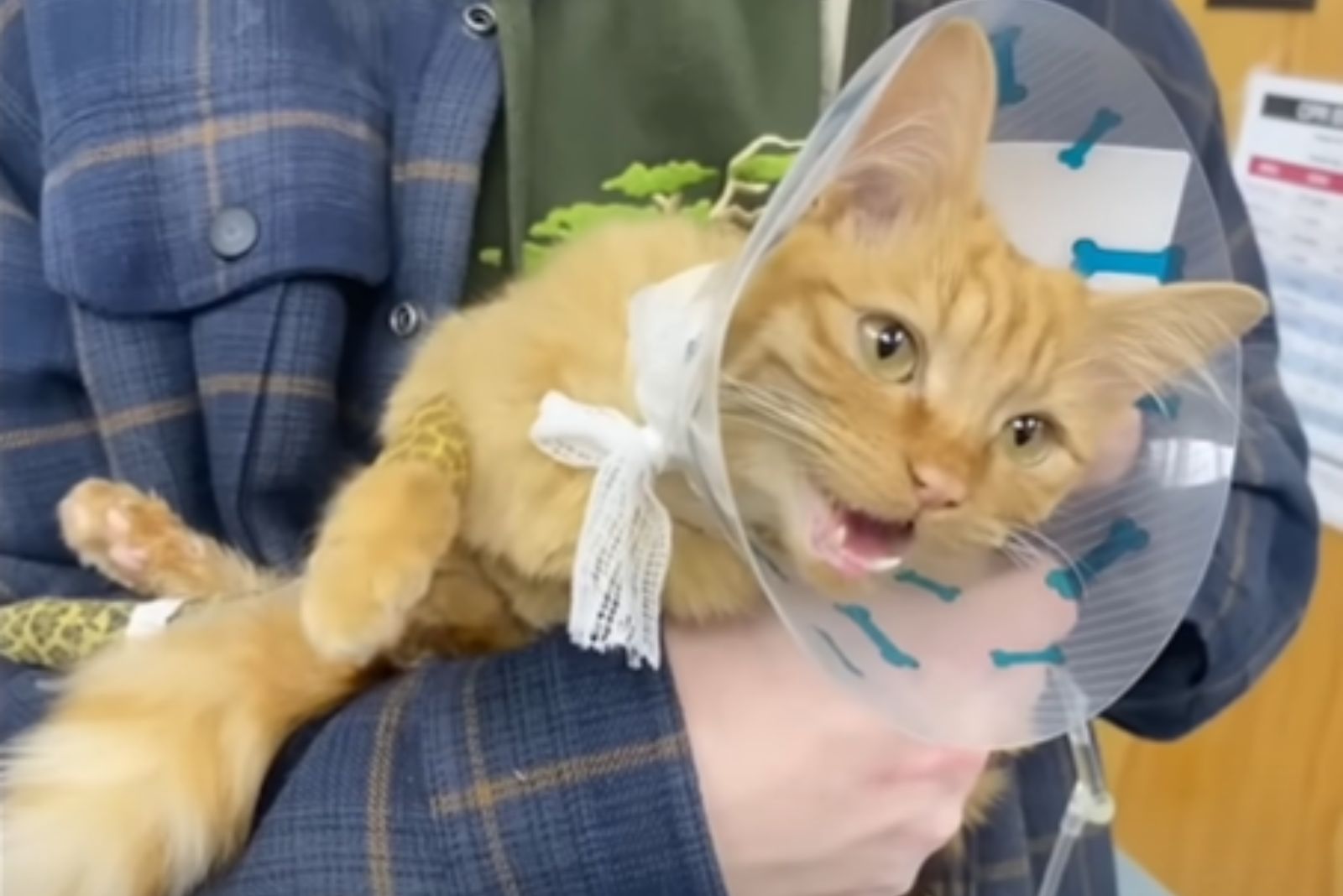 cat wearing a cone