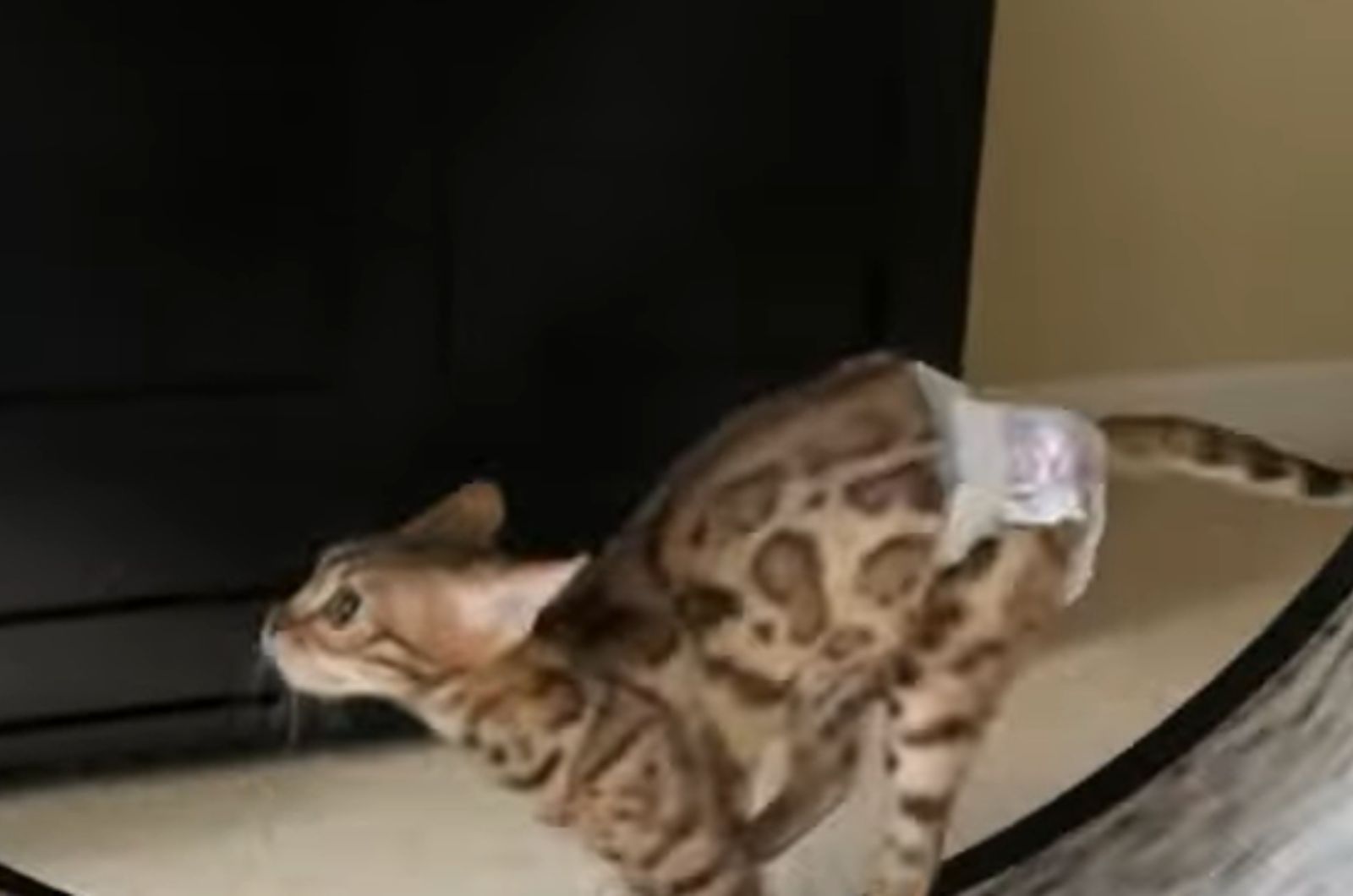 cat wearing a diaper