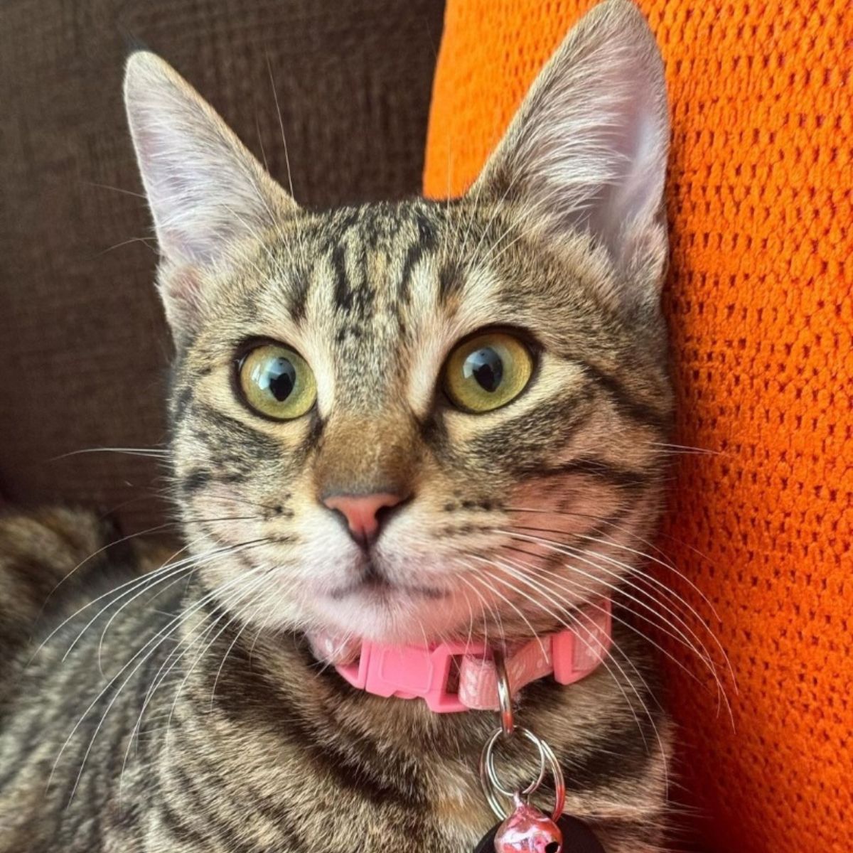 cat wearing a pink collar