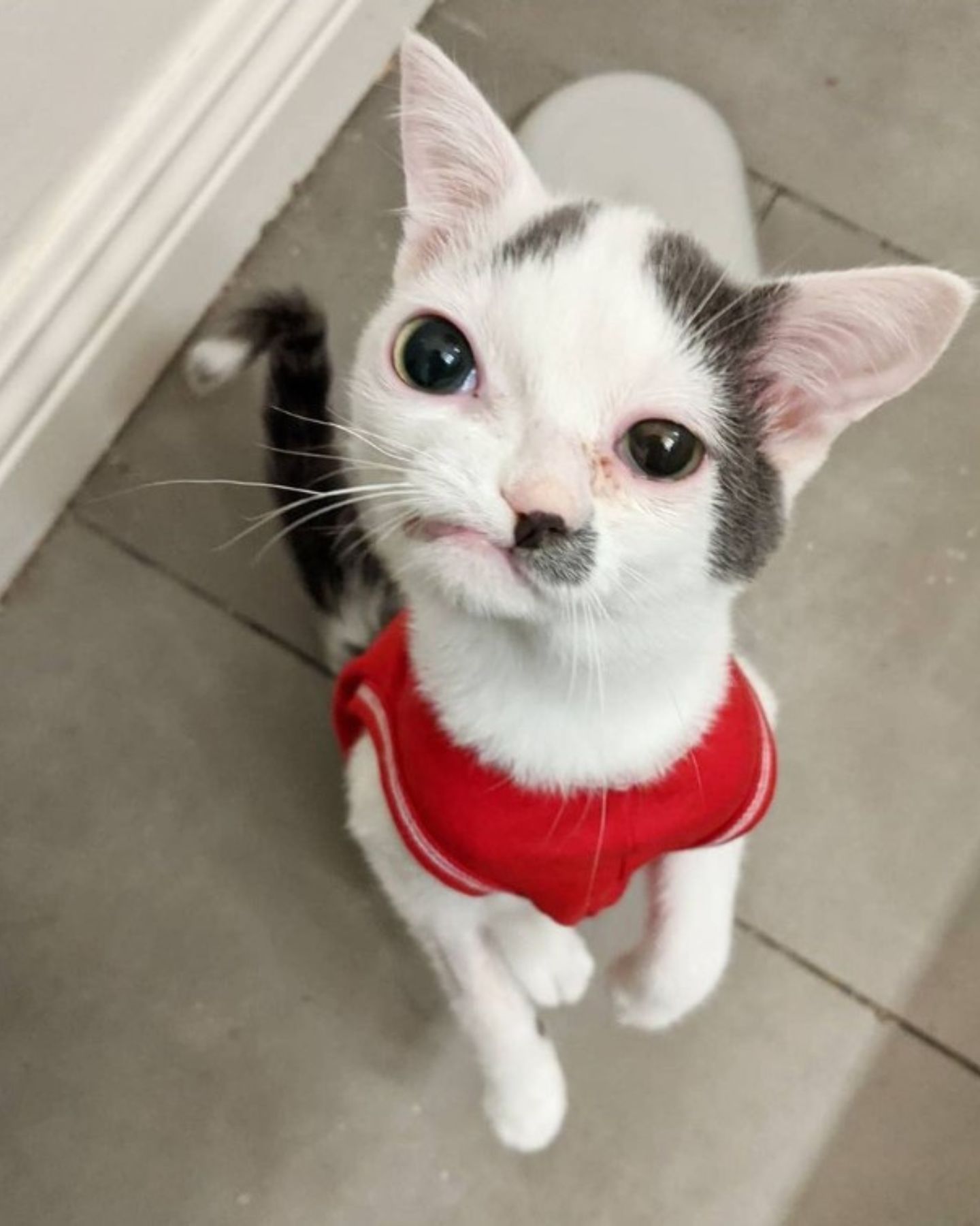 cat wearing a red shirt